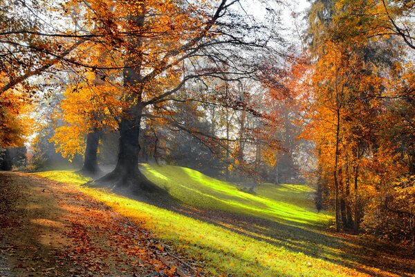 Parco autunnale nei raggi del sole