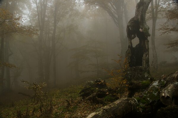 A dark forest shrouded in fog