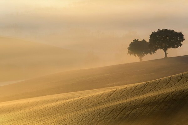 Two trees in the desert, landscape