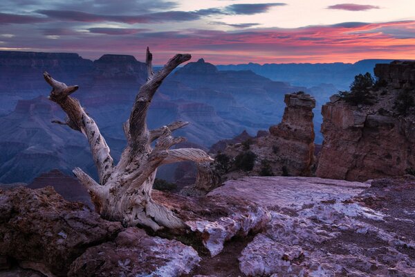 Snag on the background of rocks and sky