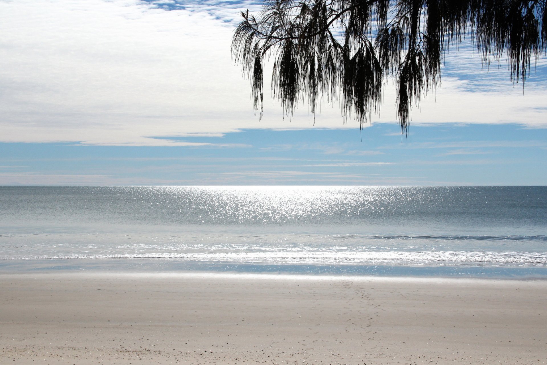 mer plage ciel branche