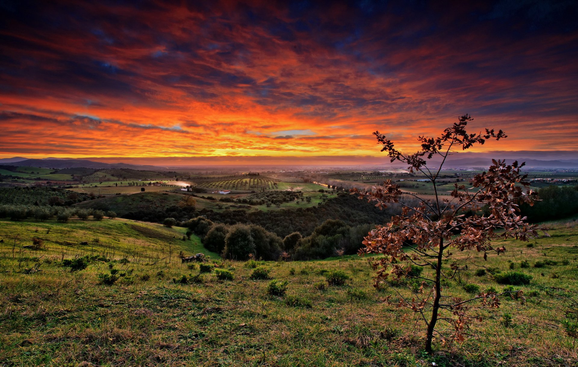 campi alberi alberello cielo nuvole tramonto bagliore