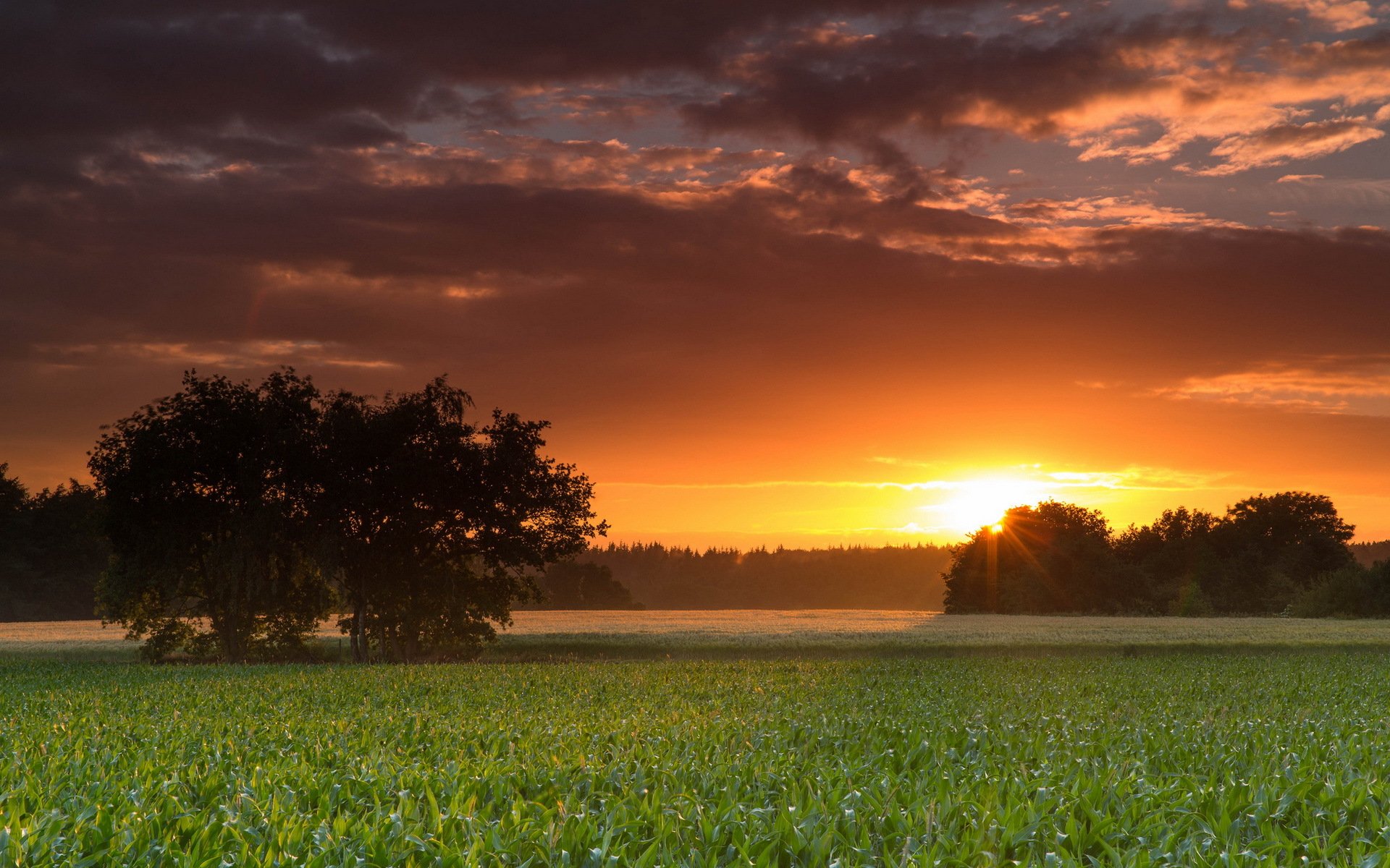 coucher de soleil champ arbre paysage