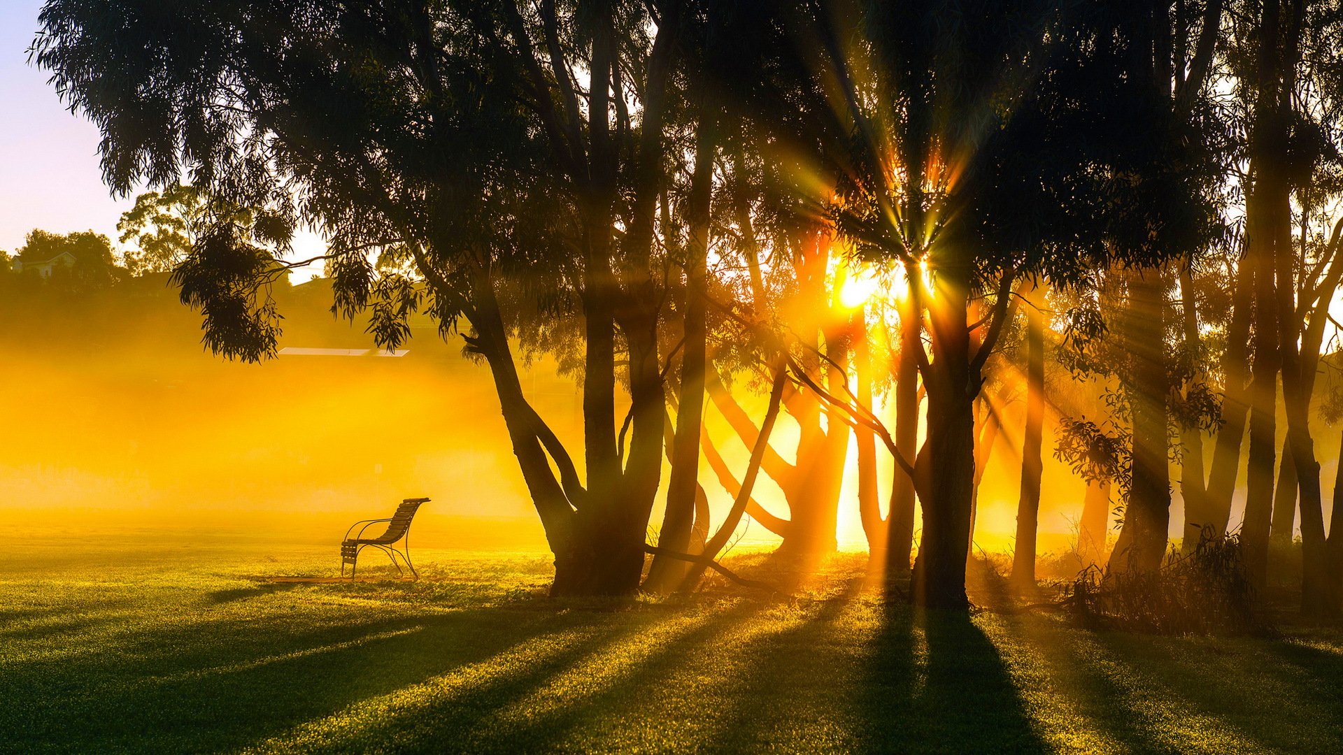 matin été arbres lumière paysage