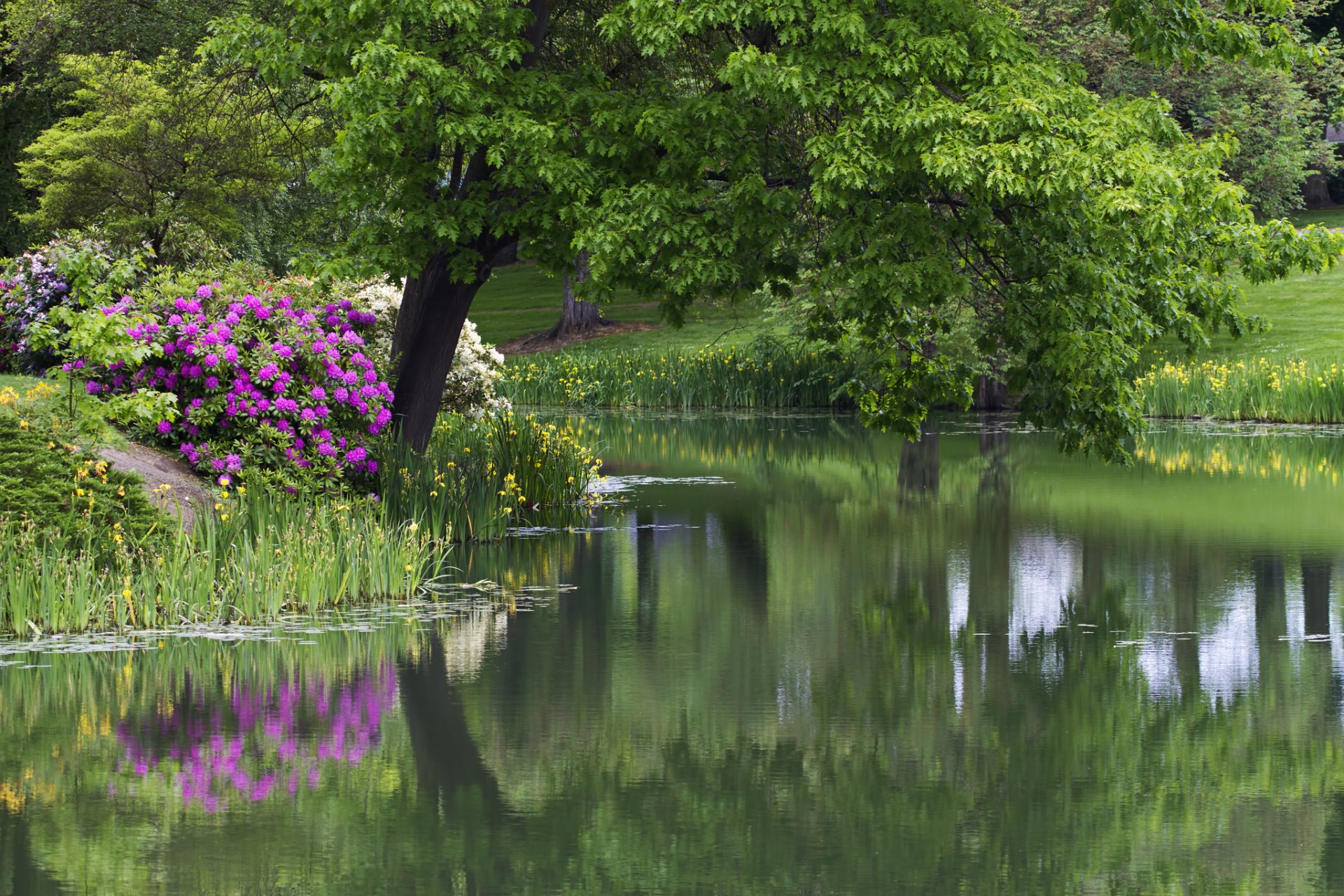 park baum blumen