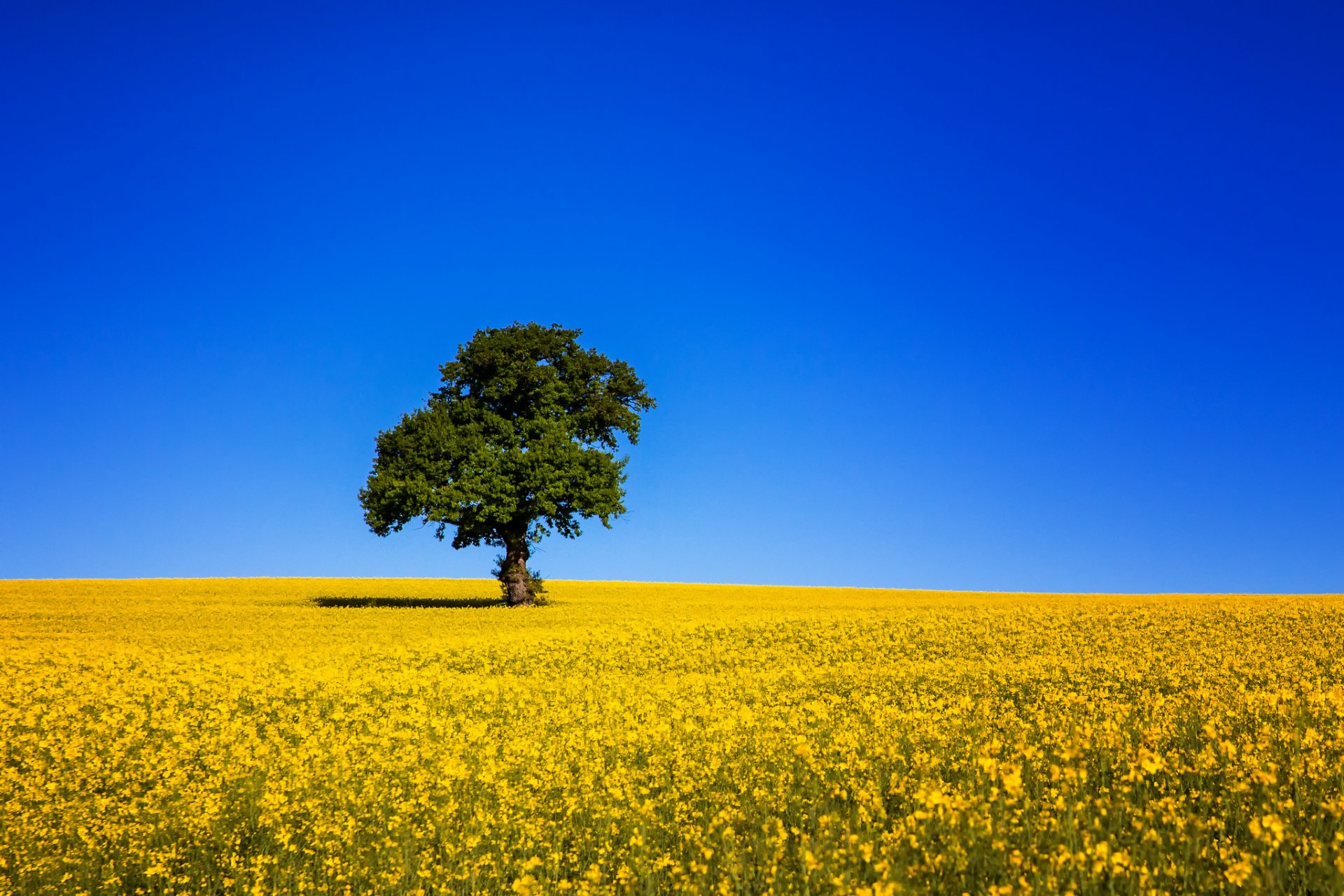 campo colza árbol cielo azul