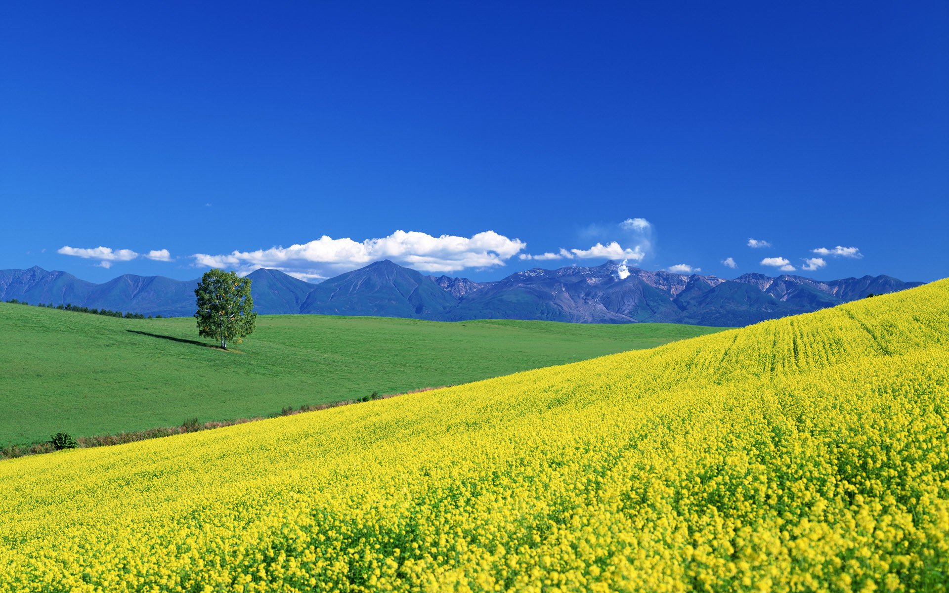 valley meadow mountain clouds summer tree