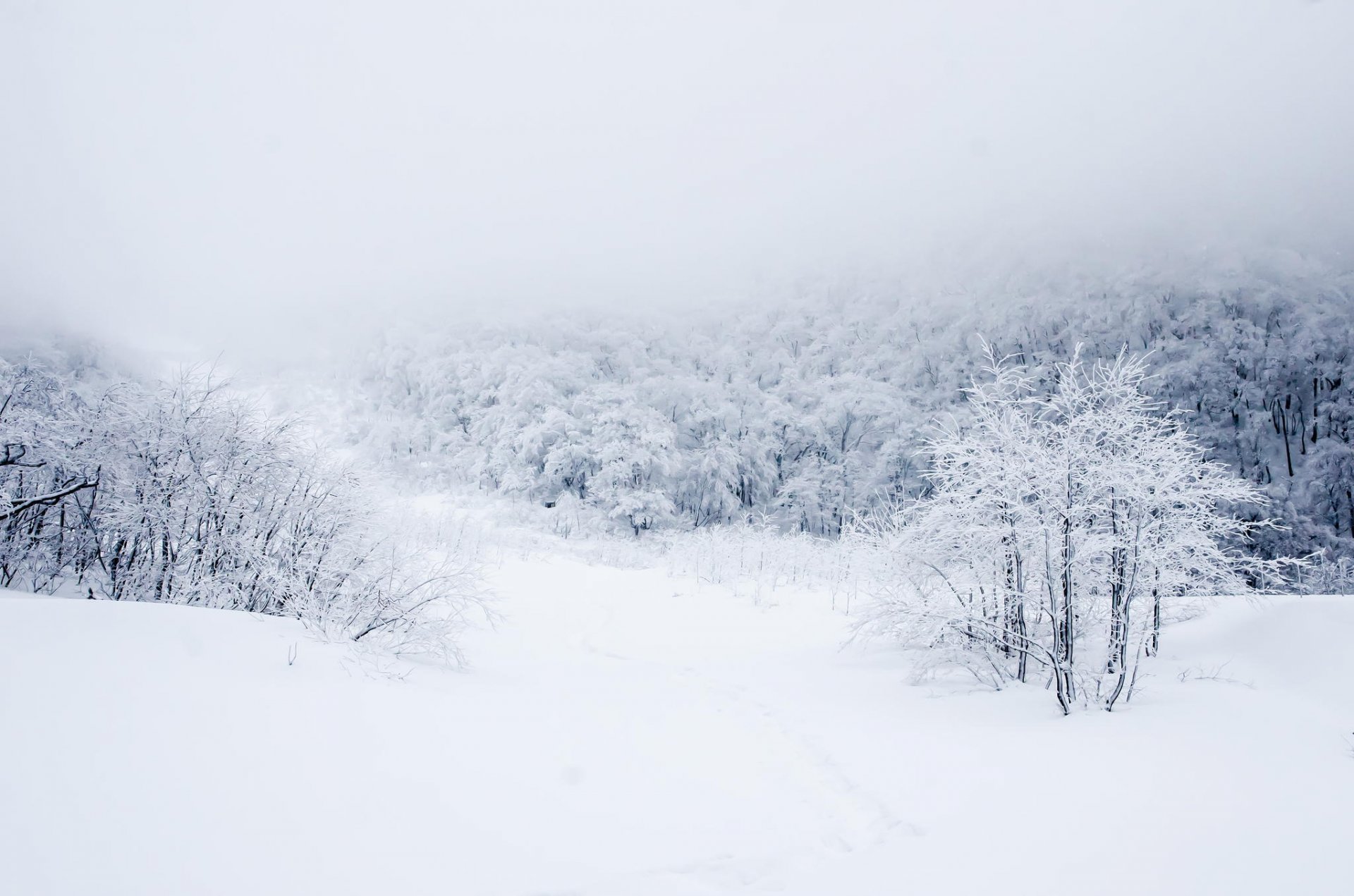 foresta inverno neve