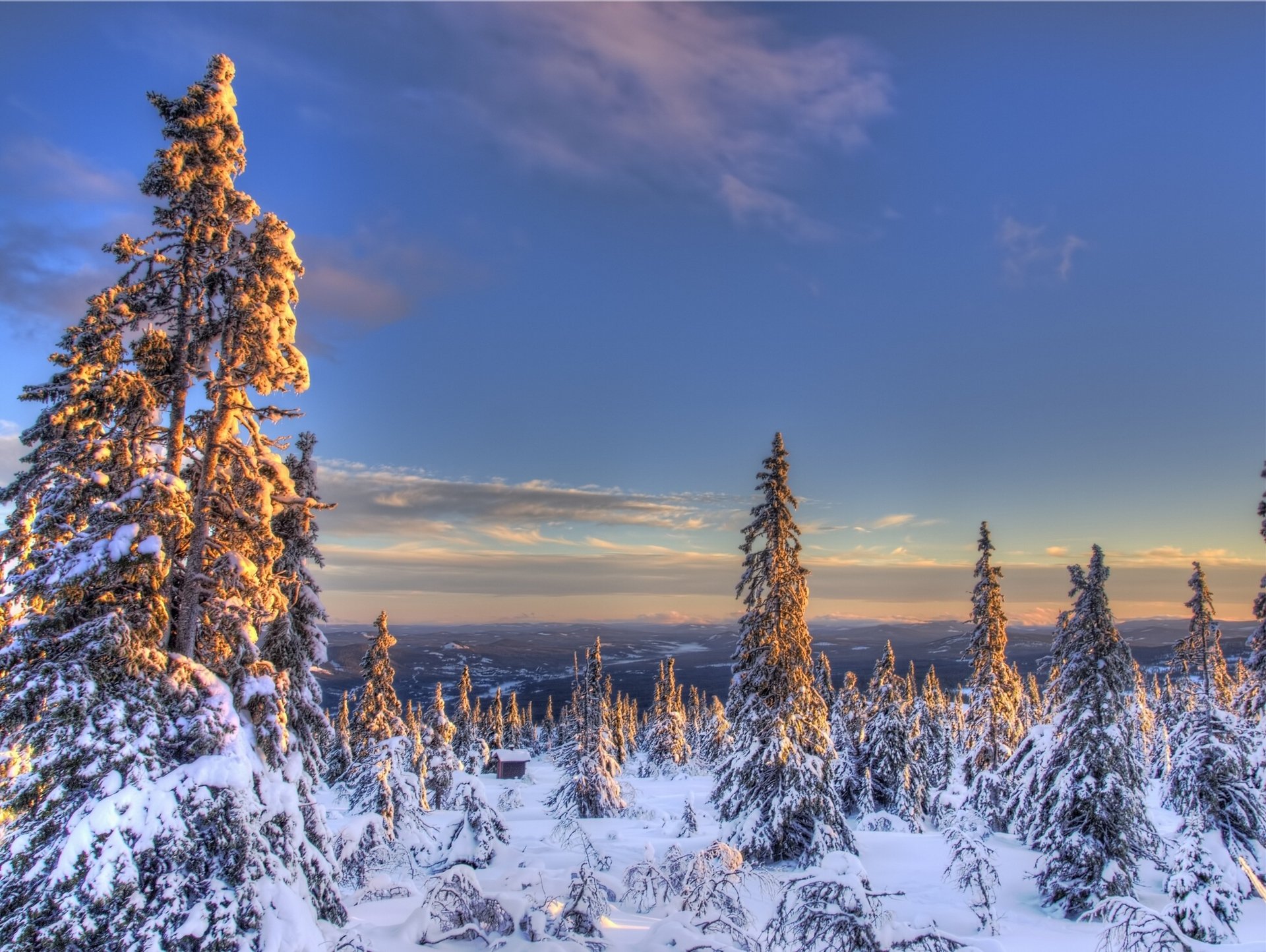 norvège hiver épinette neige