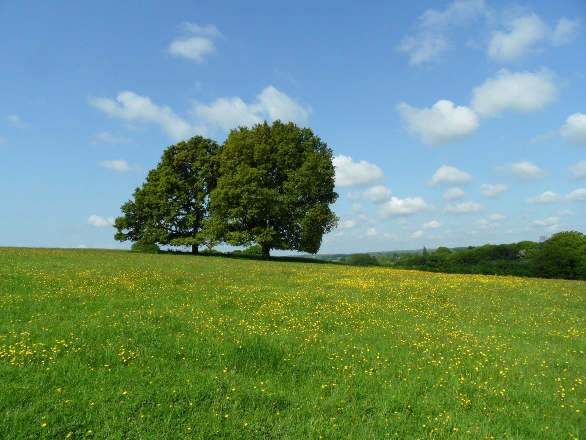 prato alberi fiori nuvole