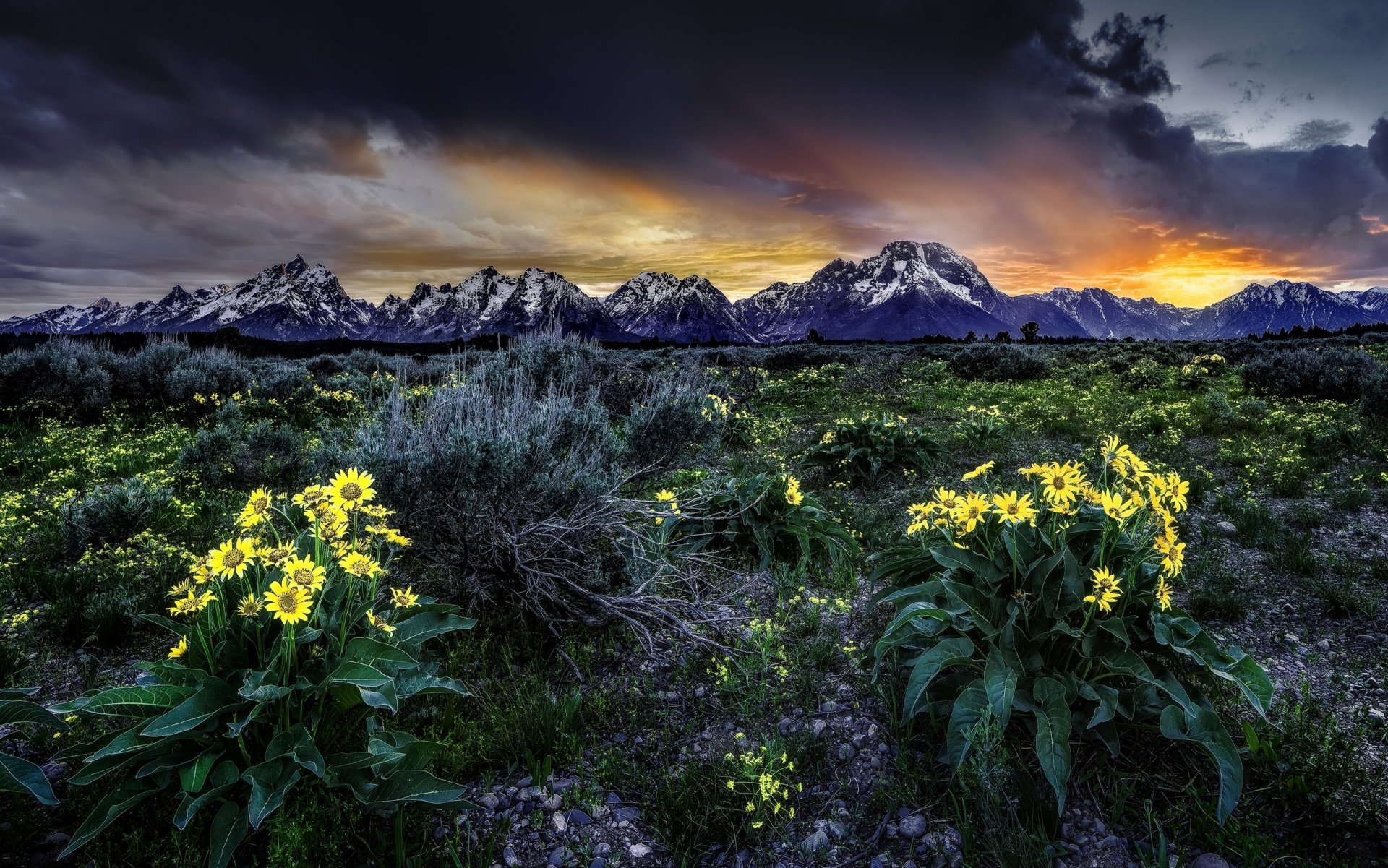 montañas rocosas parque nacional grand teton wyoming grand teton prado flores balsamoriza amanecer amanecer