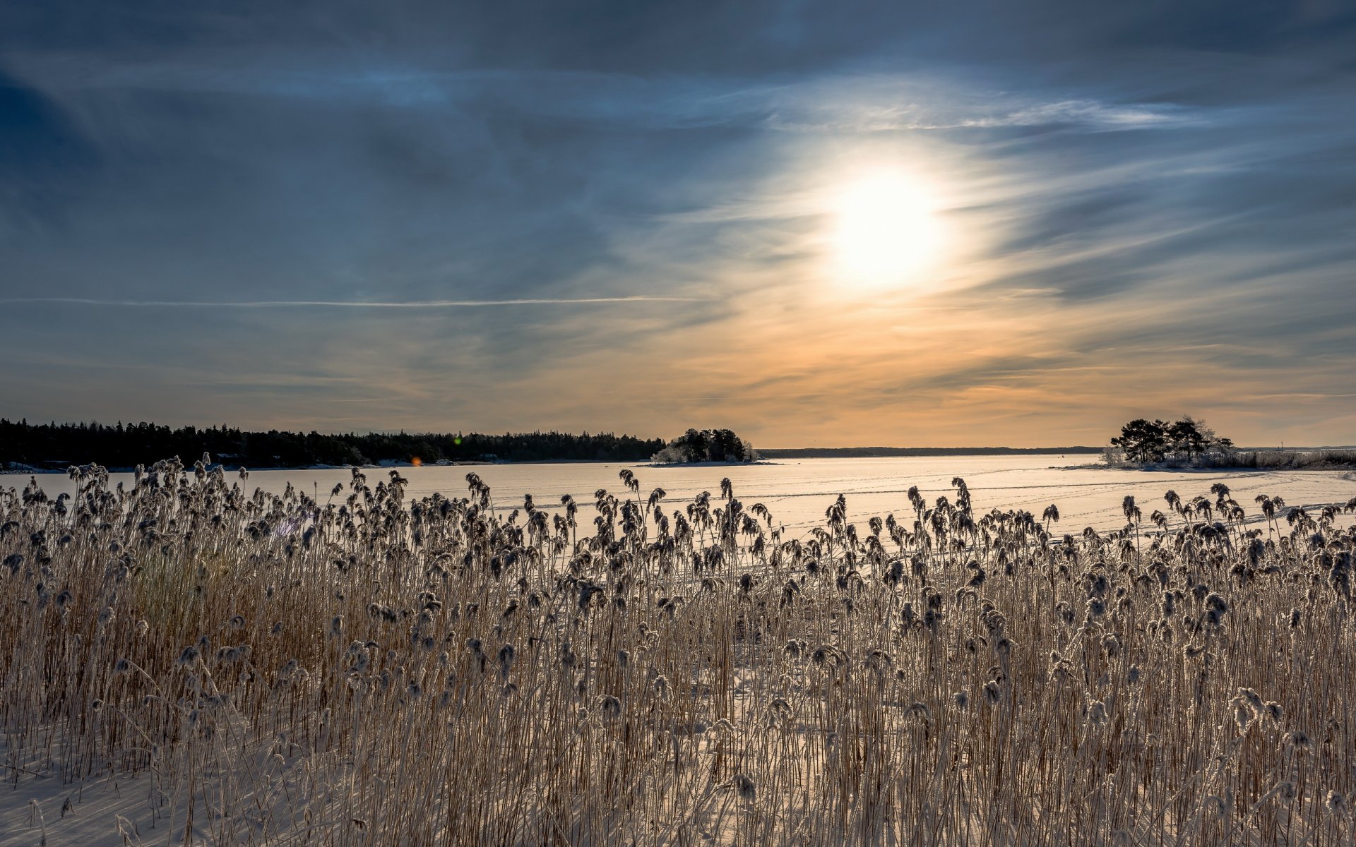 mañana invierno lago cañas