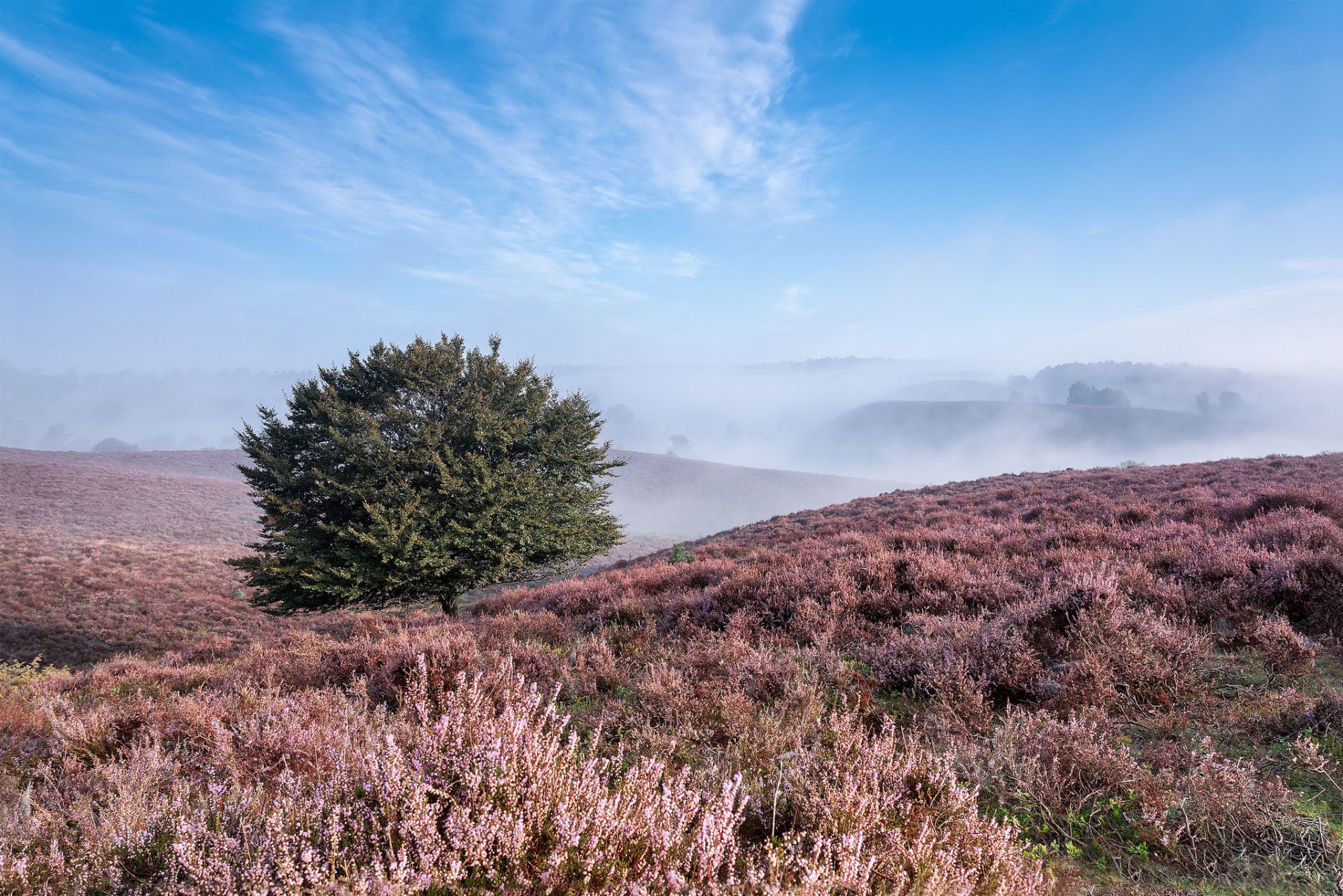 hügel gras baum nebel sommer