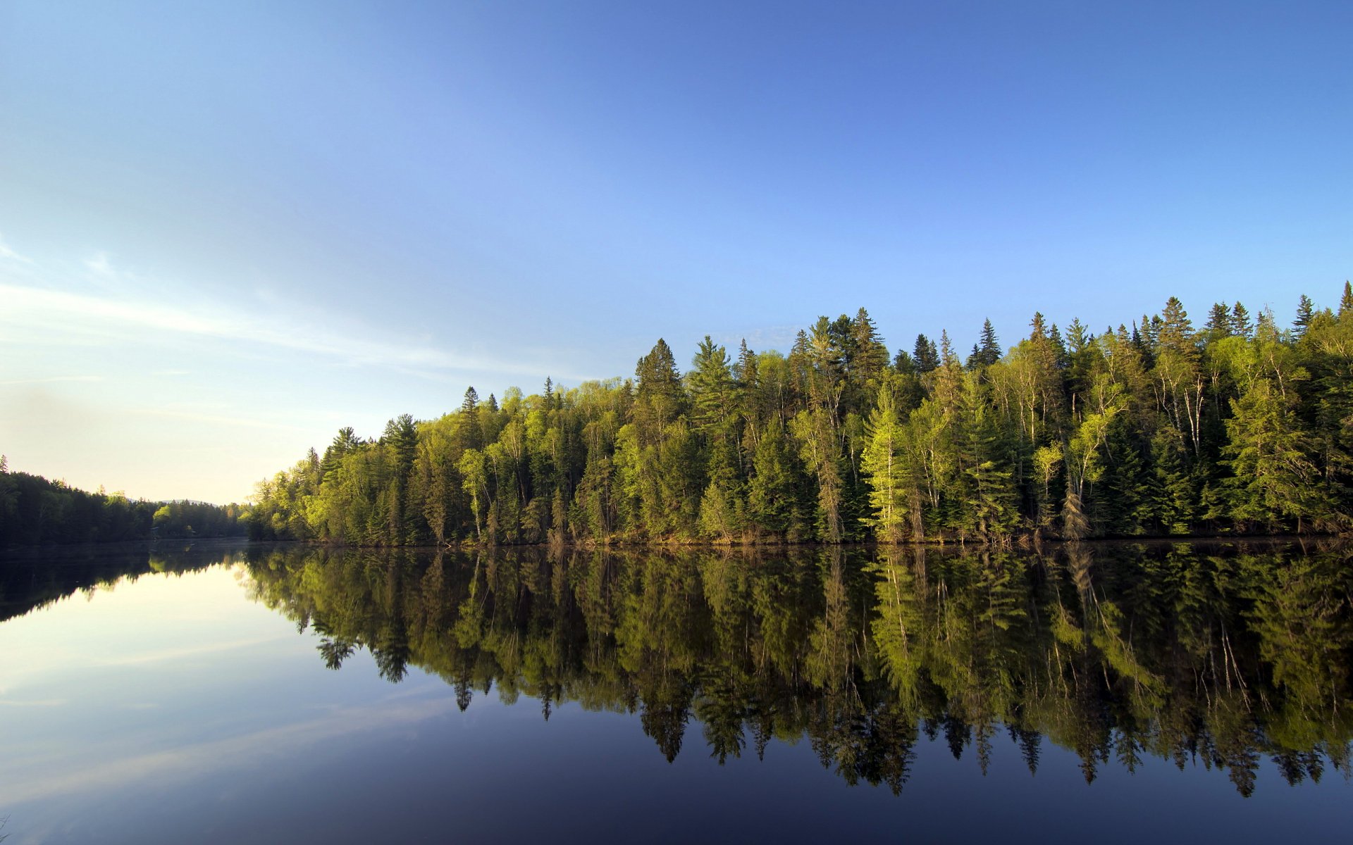 river forest nature landscape