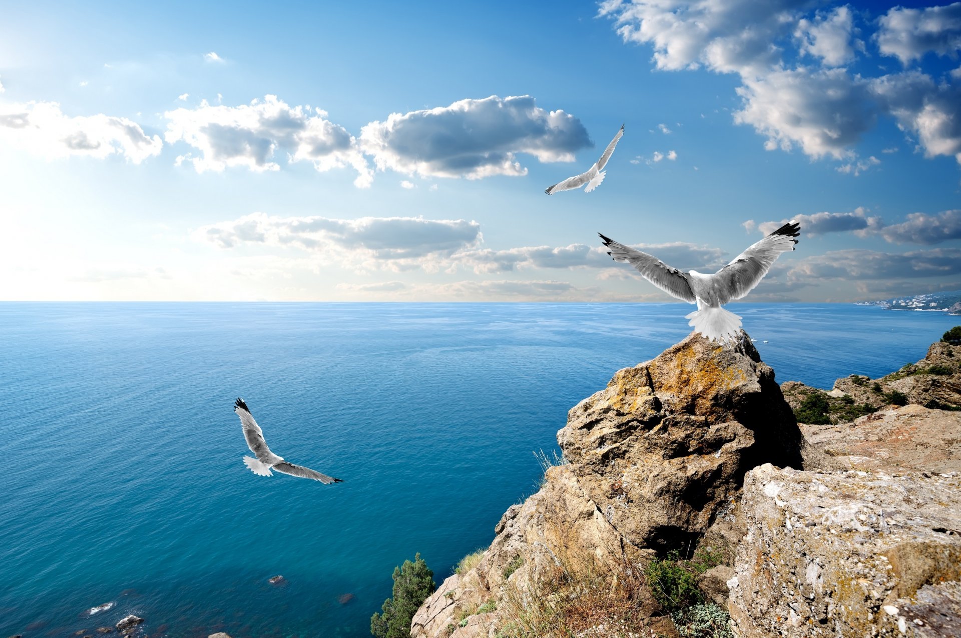 crimea gaviotas rocas nubes