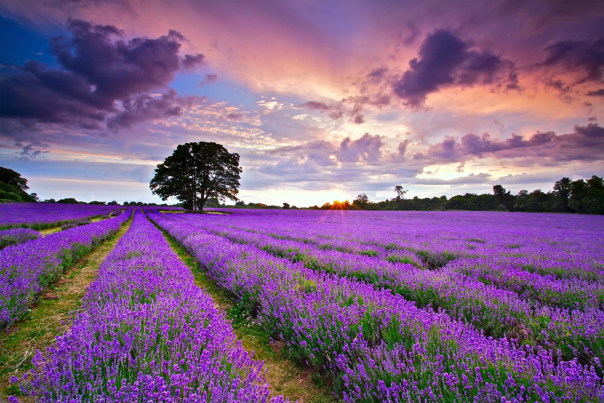 angleterre royaume-uni champ lavande coucher de soleil soir soleil ciel nuages été juillet