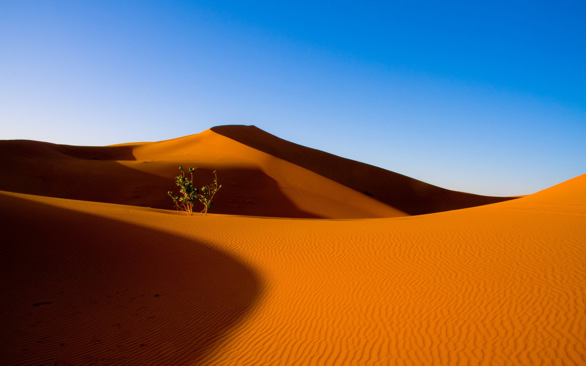 désert sable barkhans buisson ciel