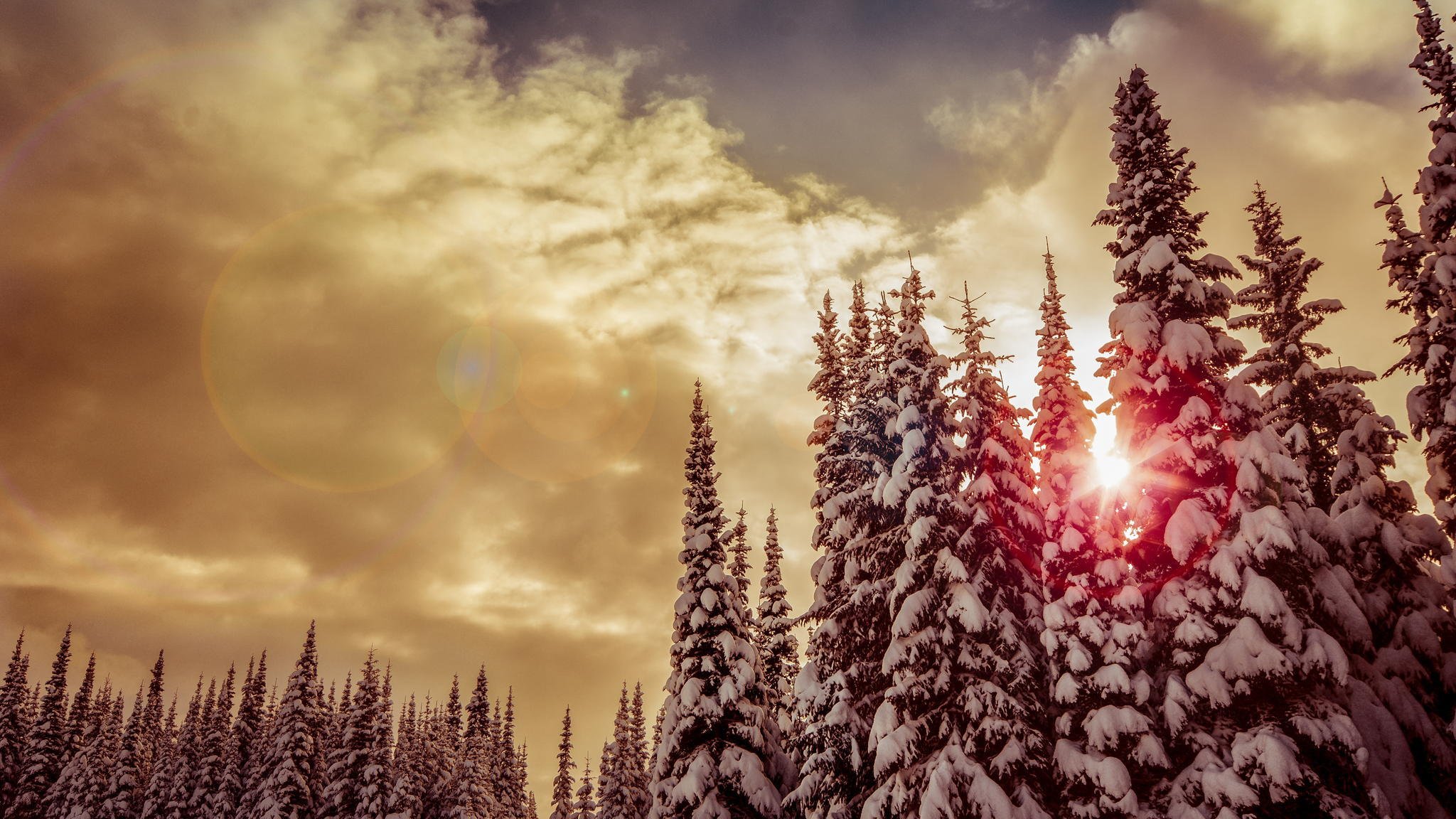 winter schnee wald weihnachtsbäume bäume sonne sonnenuntergang rot wolken