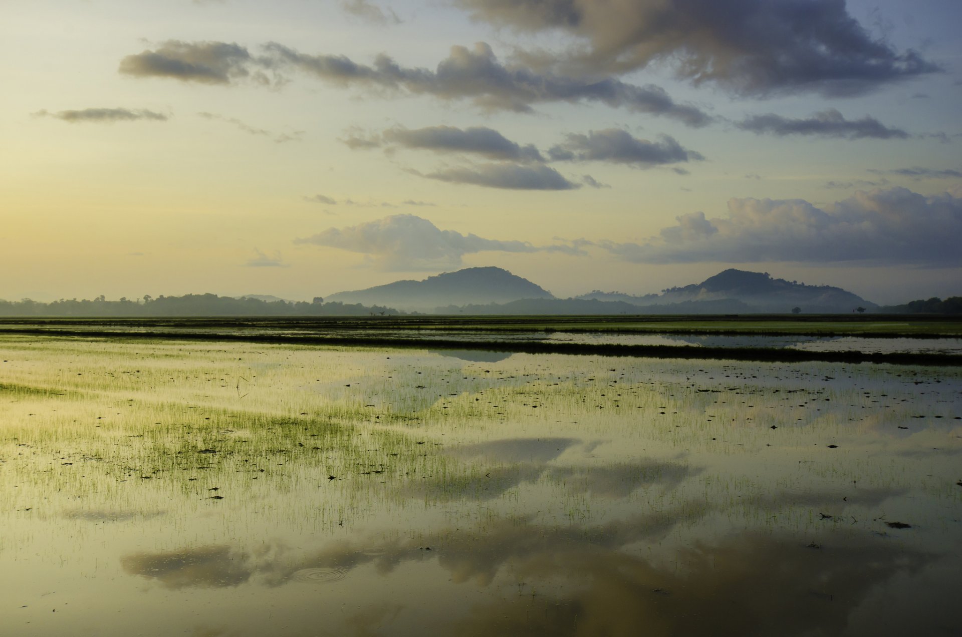 hills of the field rice morning dawn flower