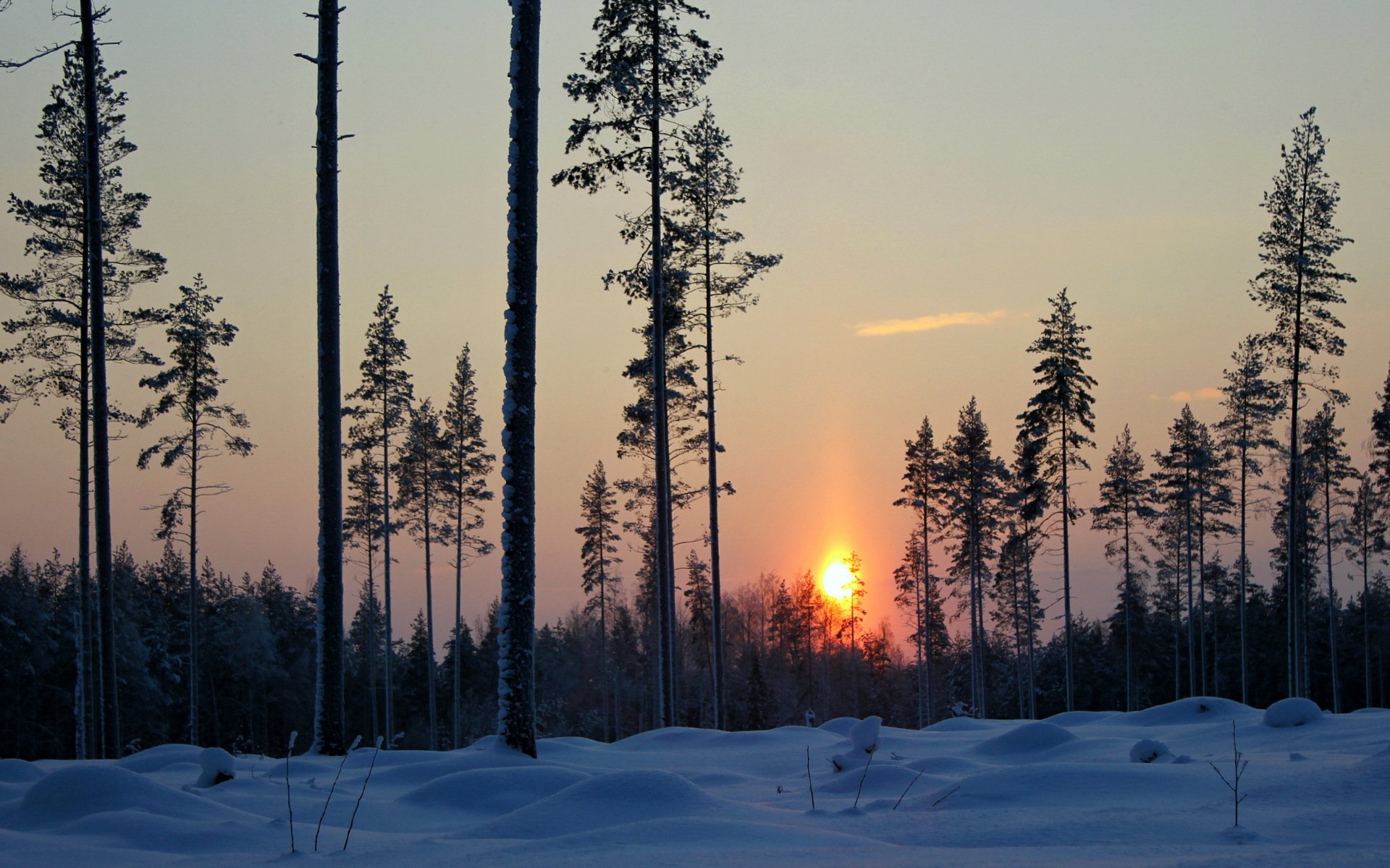 invierno nieve bosque árboles tarde puesta del sol