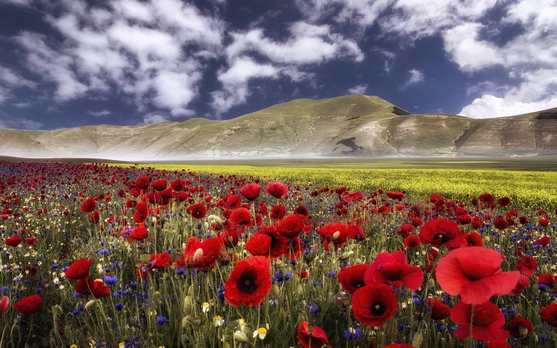 montagnes coquelicots paysage