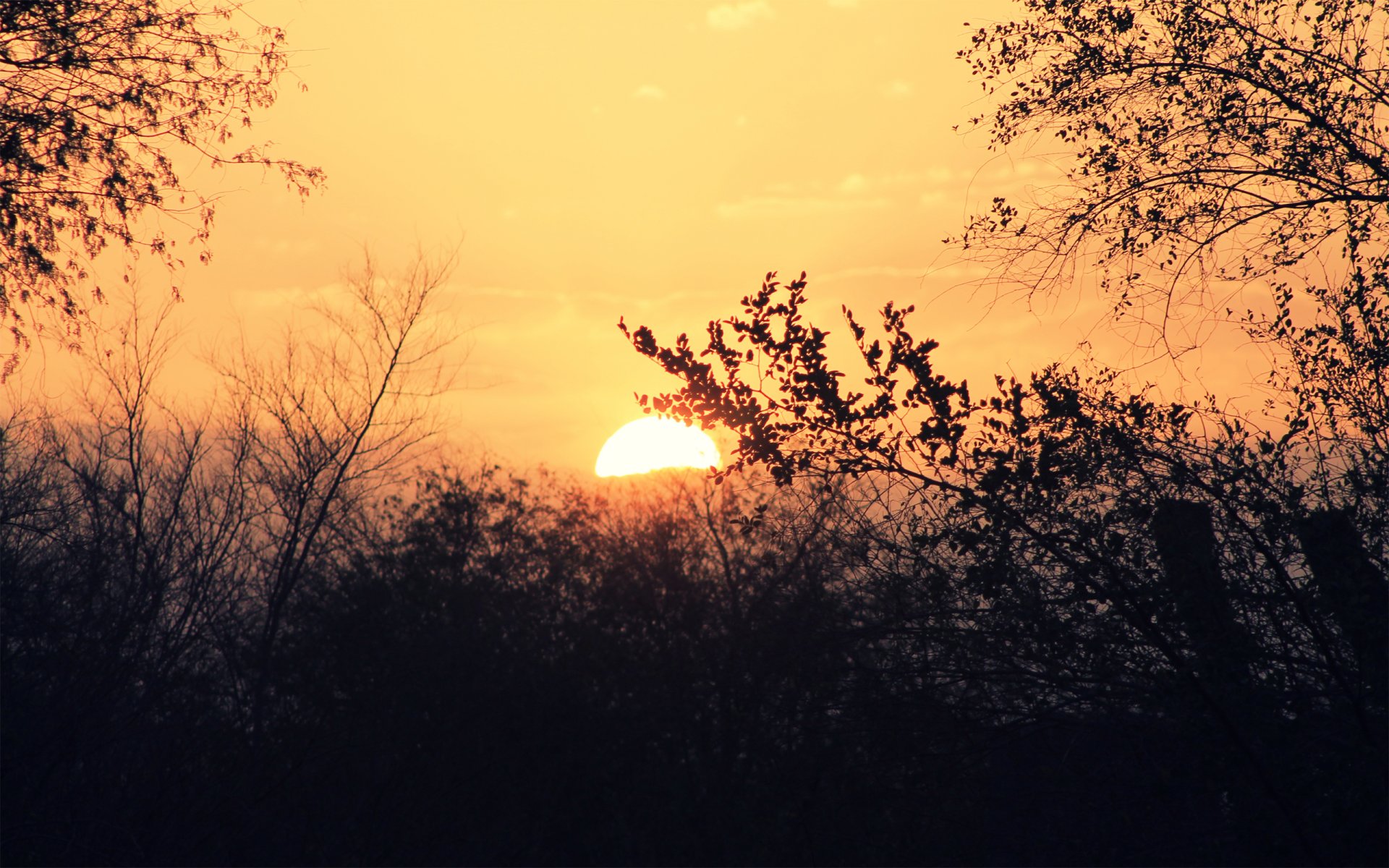 sol cielo puesta de sol árboles ramas