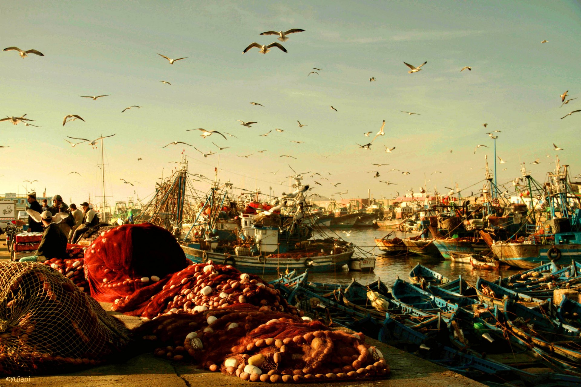 marocco essaouira porto barche pesca reti pescatori uccelli gabbiani mattina