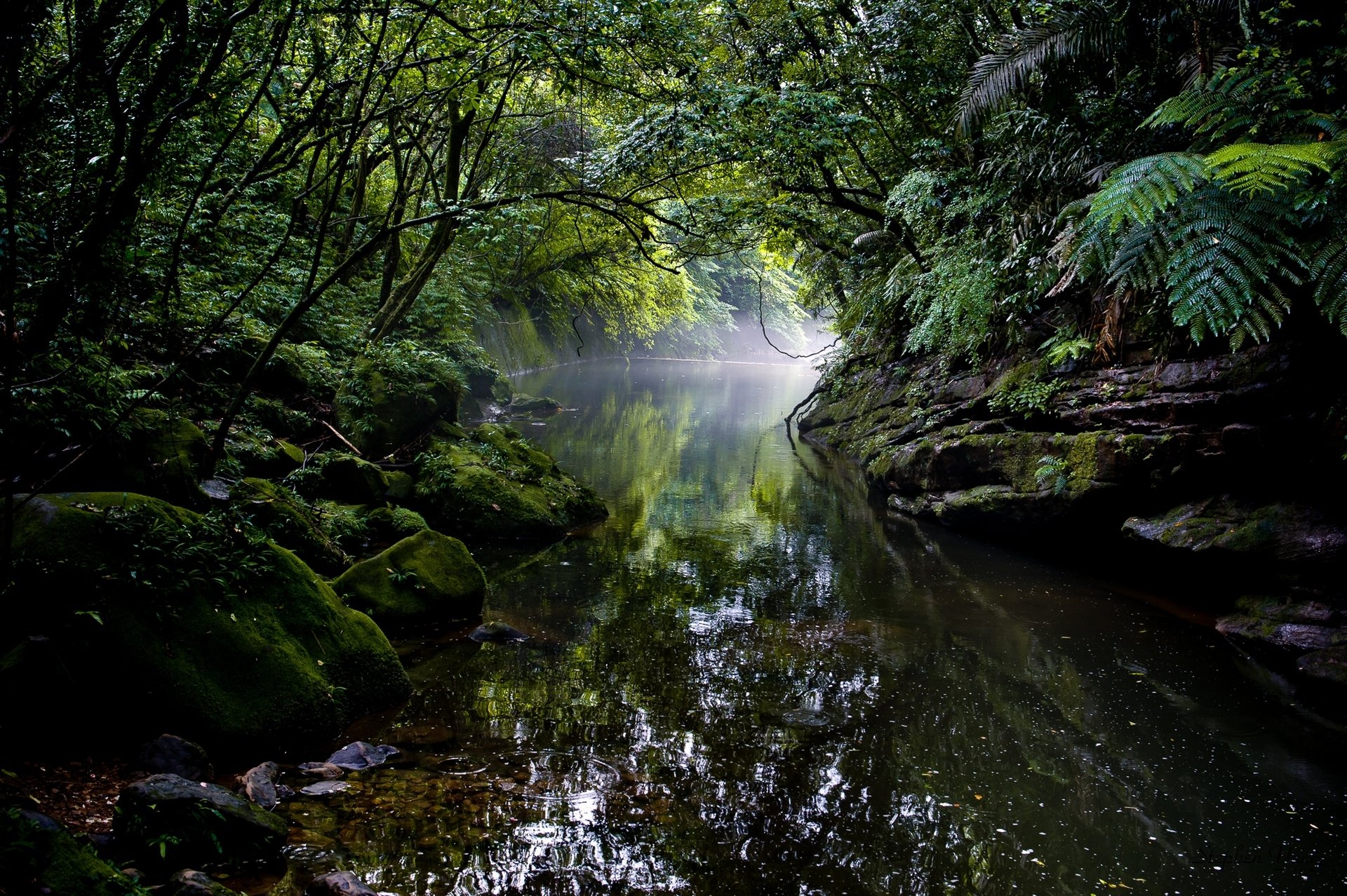 river forest jungle