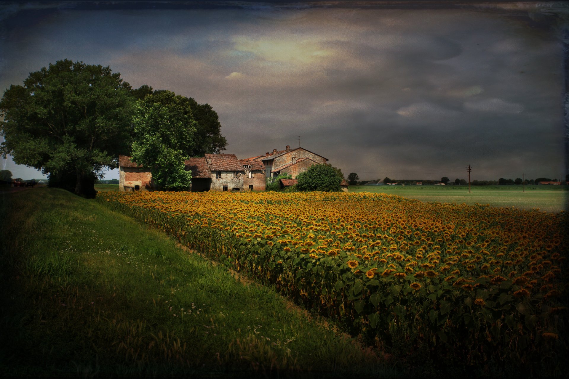 paisaje estilo girasoles hogar