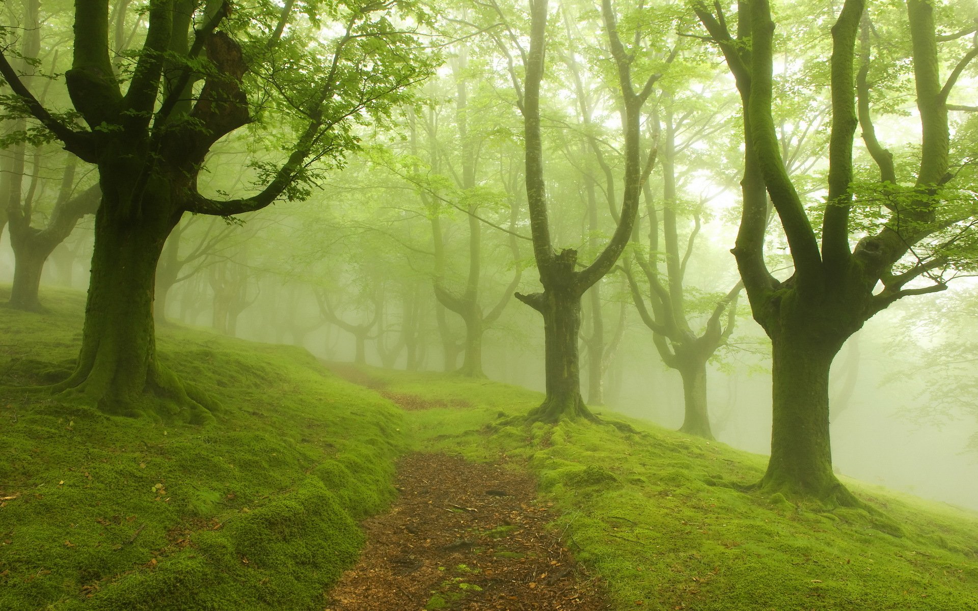 árboles niebla camino paisaje