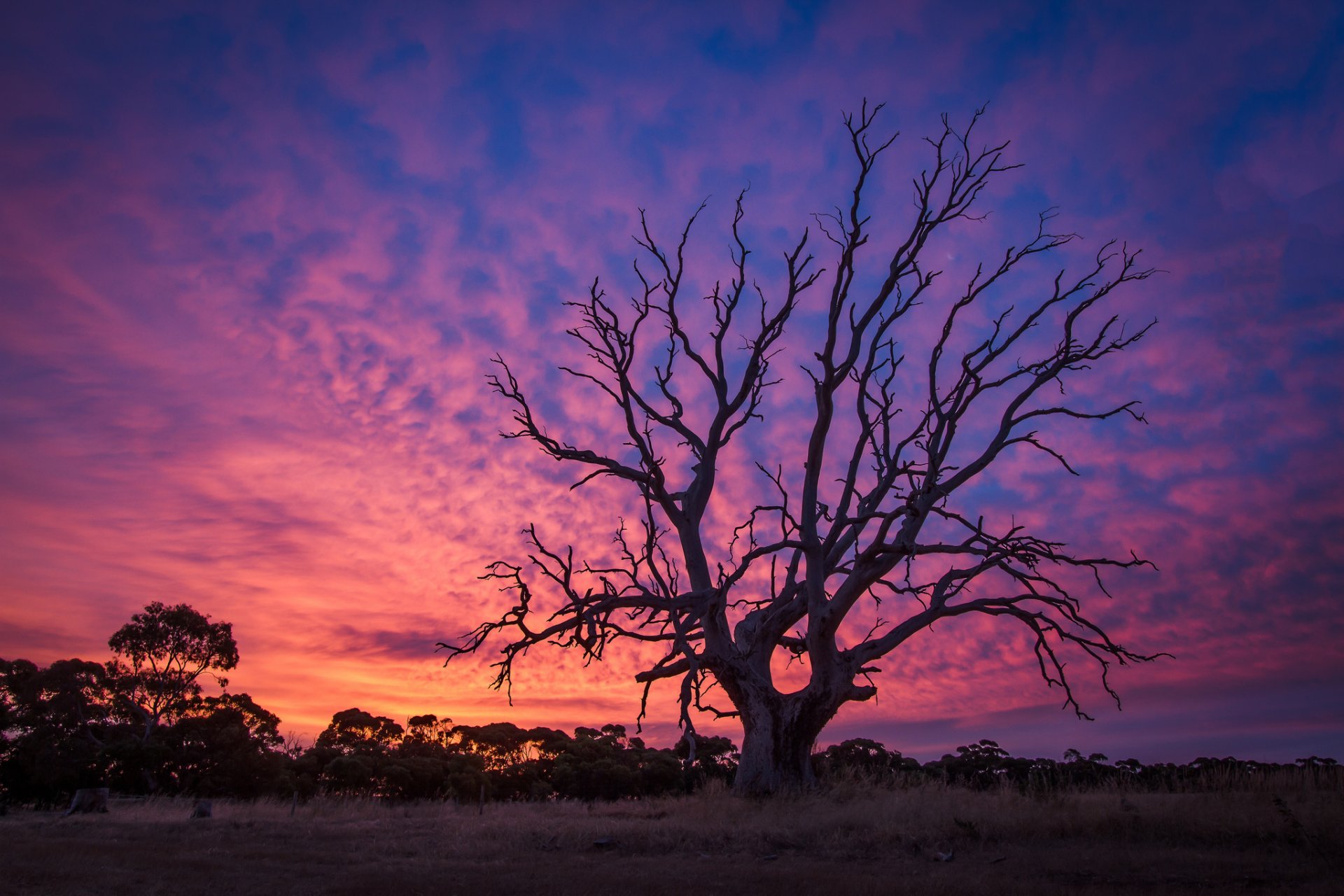 árbol viejo puesta de sol anochecer amanecer