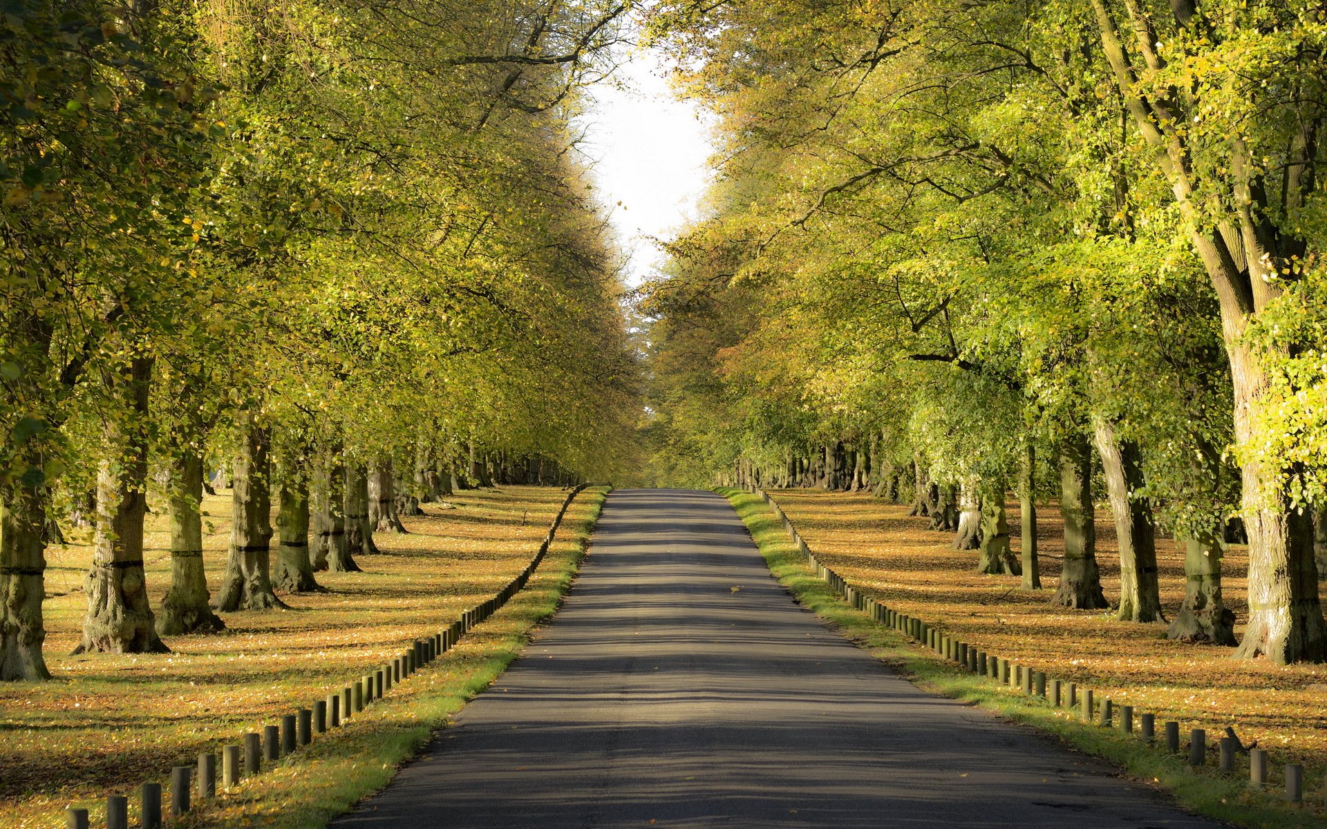 calle árboles paisaje