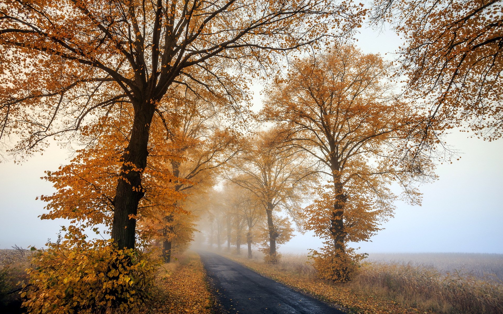 otoño brumoso mañana