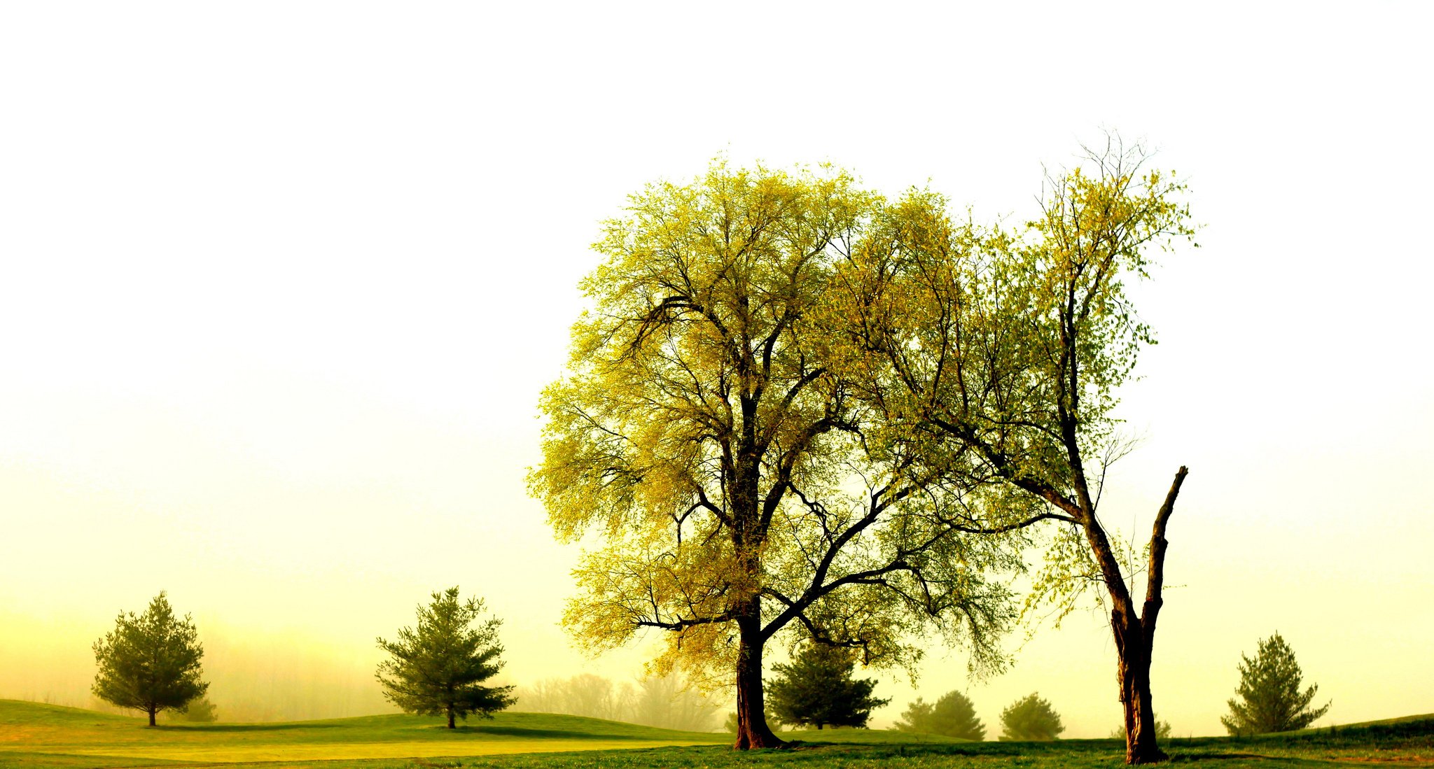 champ arbres été nature