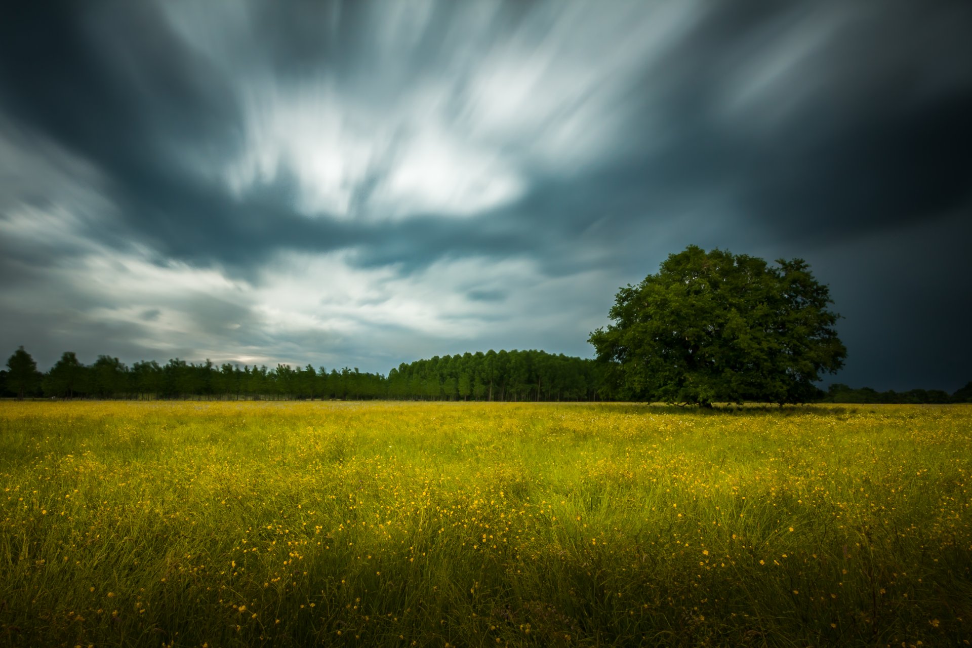 pole kwiatów drzewo las chmury burza