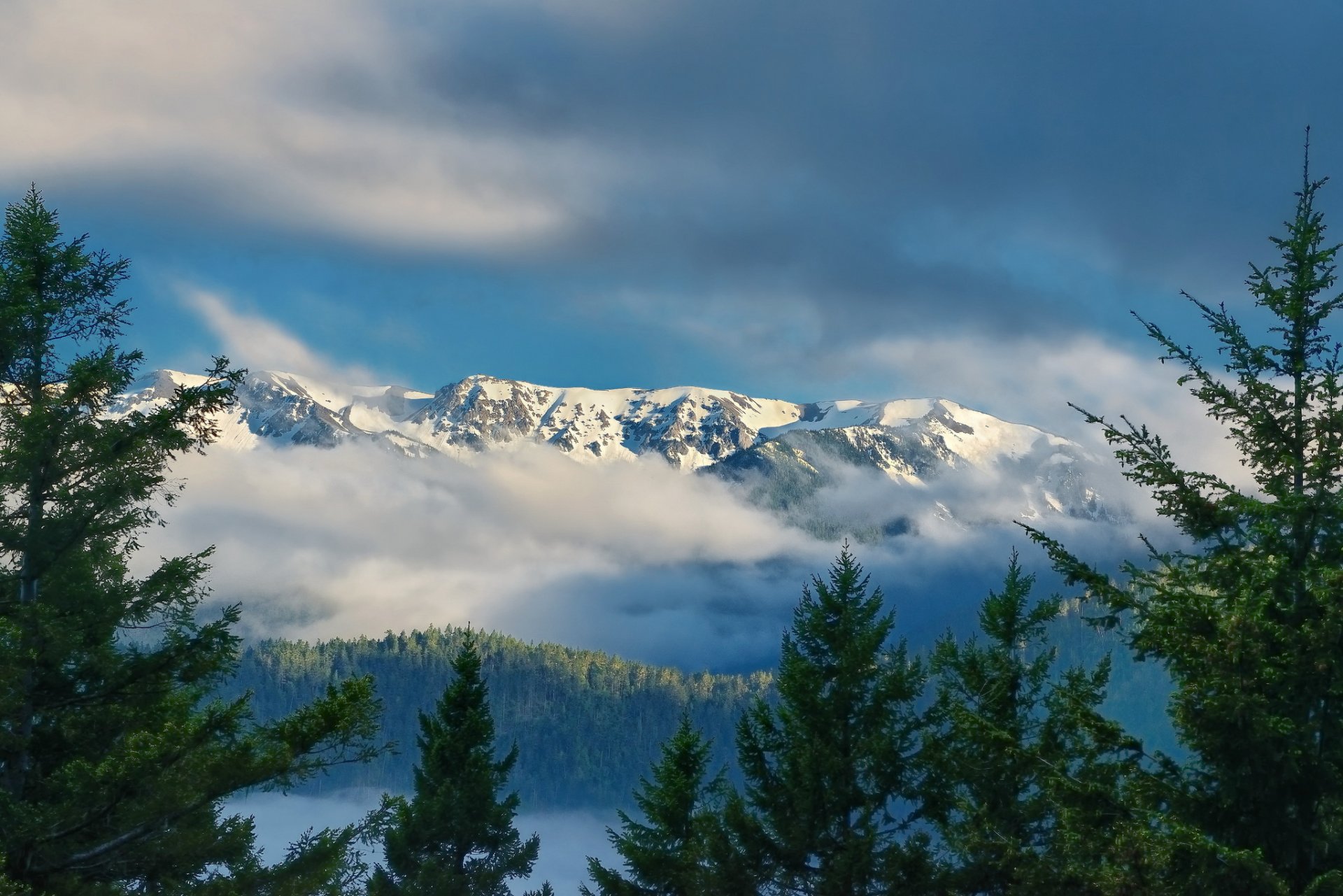 hurrikan ridge olympische berge olympic national park washington olympic ridge olympic national park washington wolken fichten berge