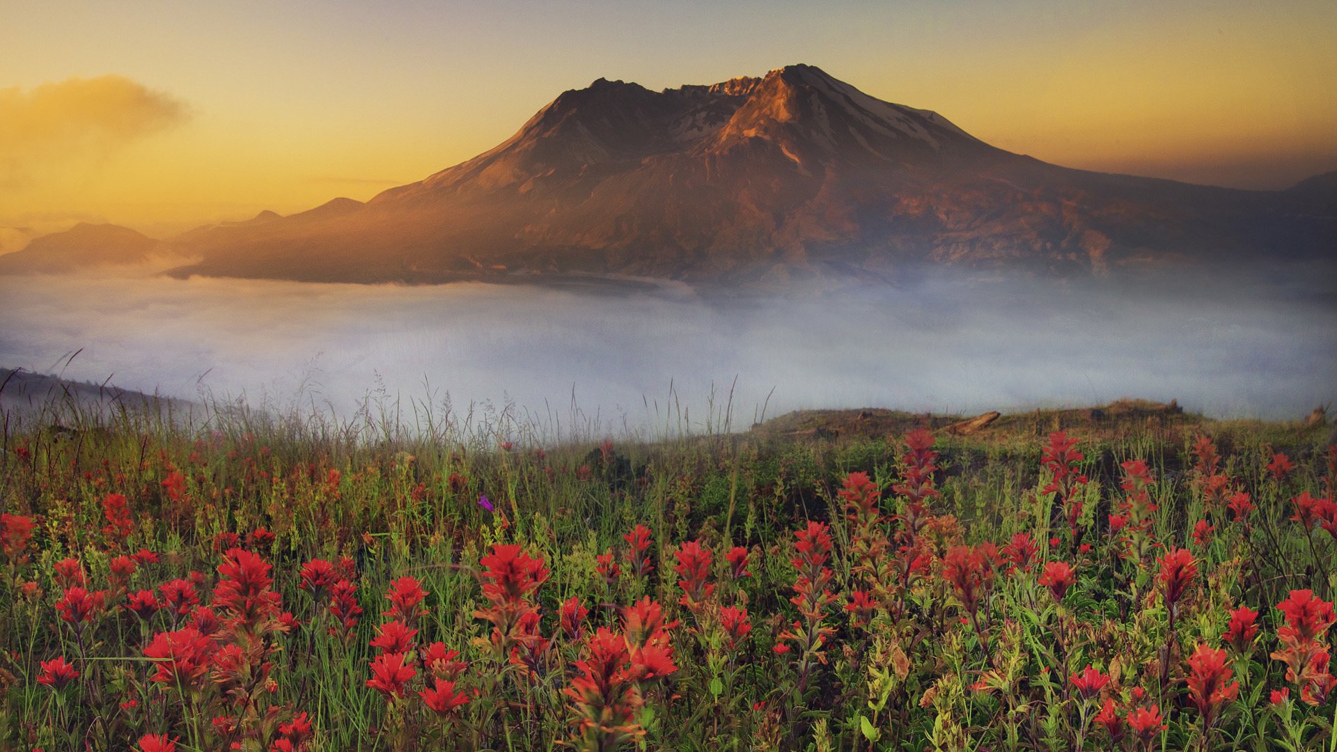 flores montaña puesta de sol niebla neblina