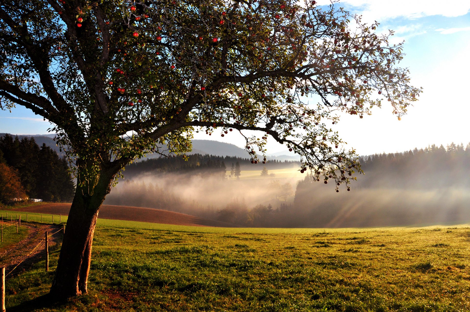 hills forest tree apple end of the summer