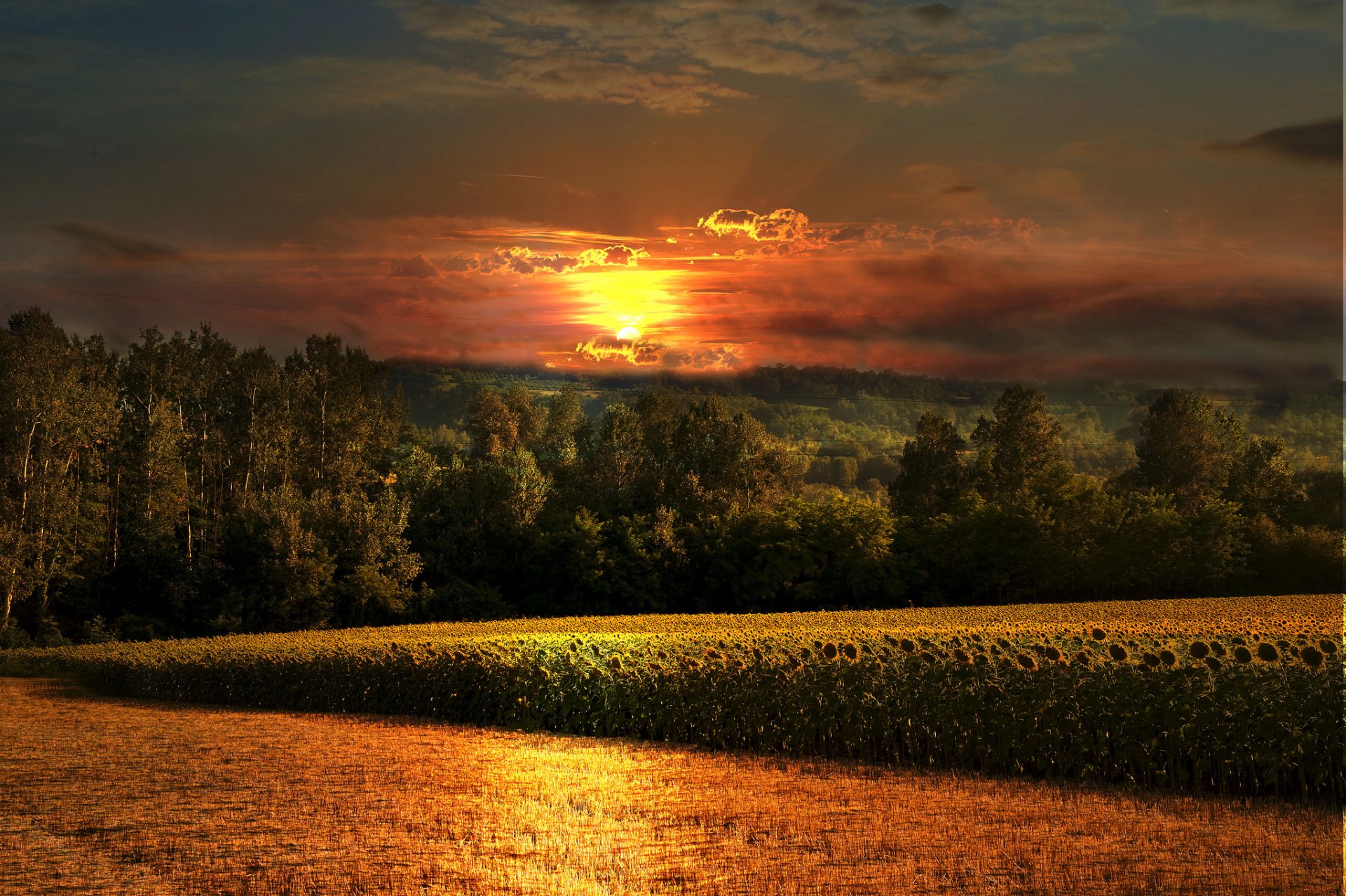 bosque campo girasoles puesta de sol