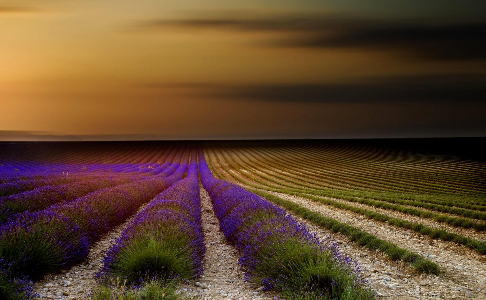 francia provenza lavanda campo flores puesta de sol cielo naturaleza