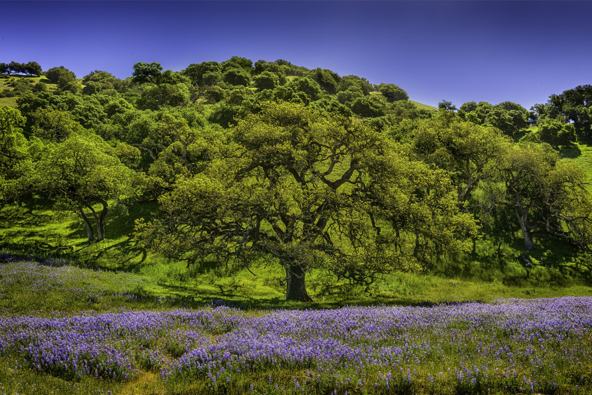 alberi prato fiori lupino