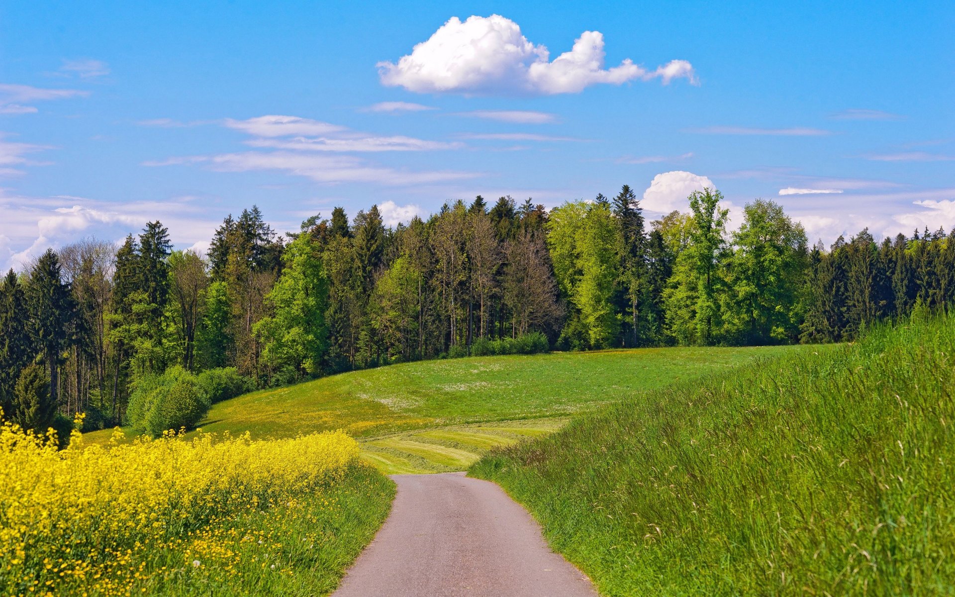 небо облака лето лес дорога холмы поле цветы деревья