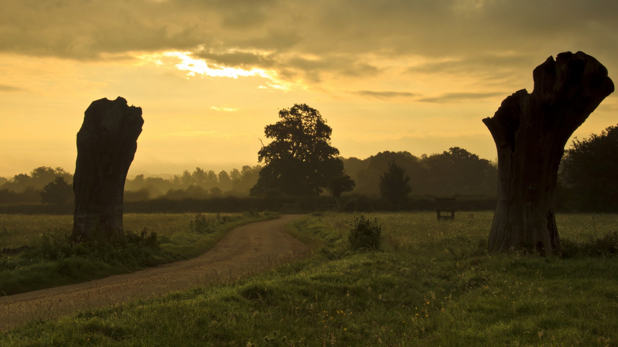 champ arbre route coucher de soleil paysage