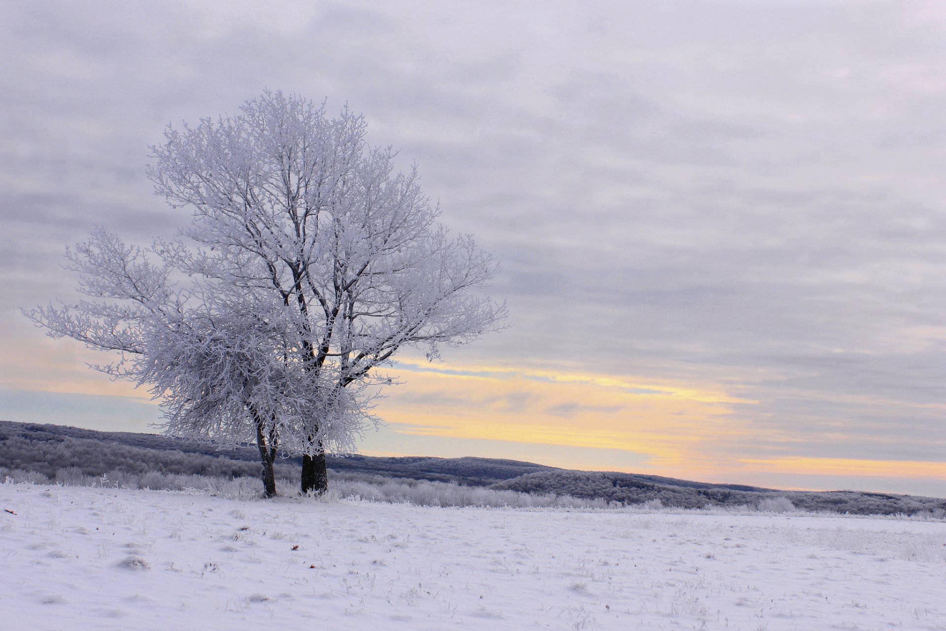 colline foresta inverno neve alberi gelo