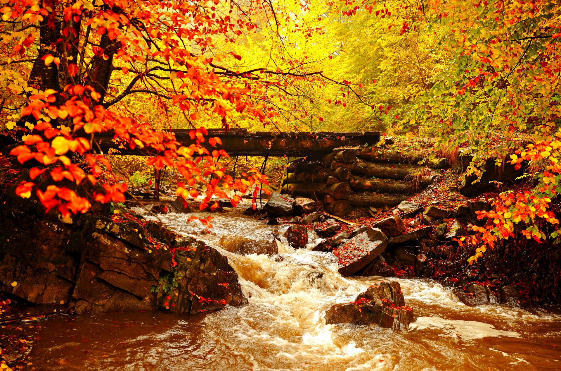 paesaggio autunno dorato foglie alberi fiume ponte foresta