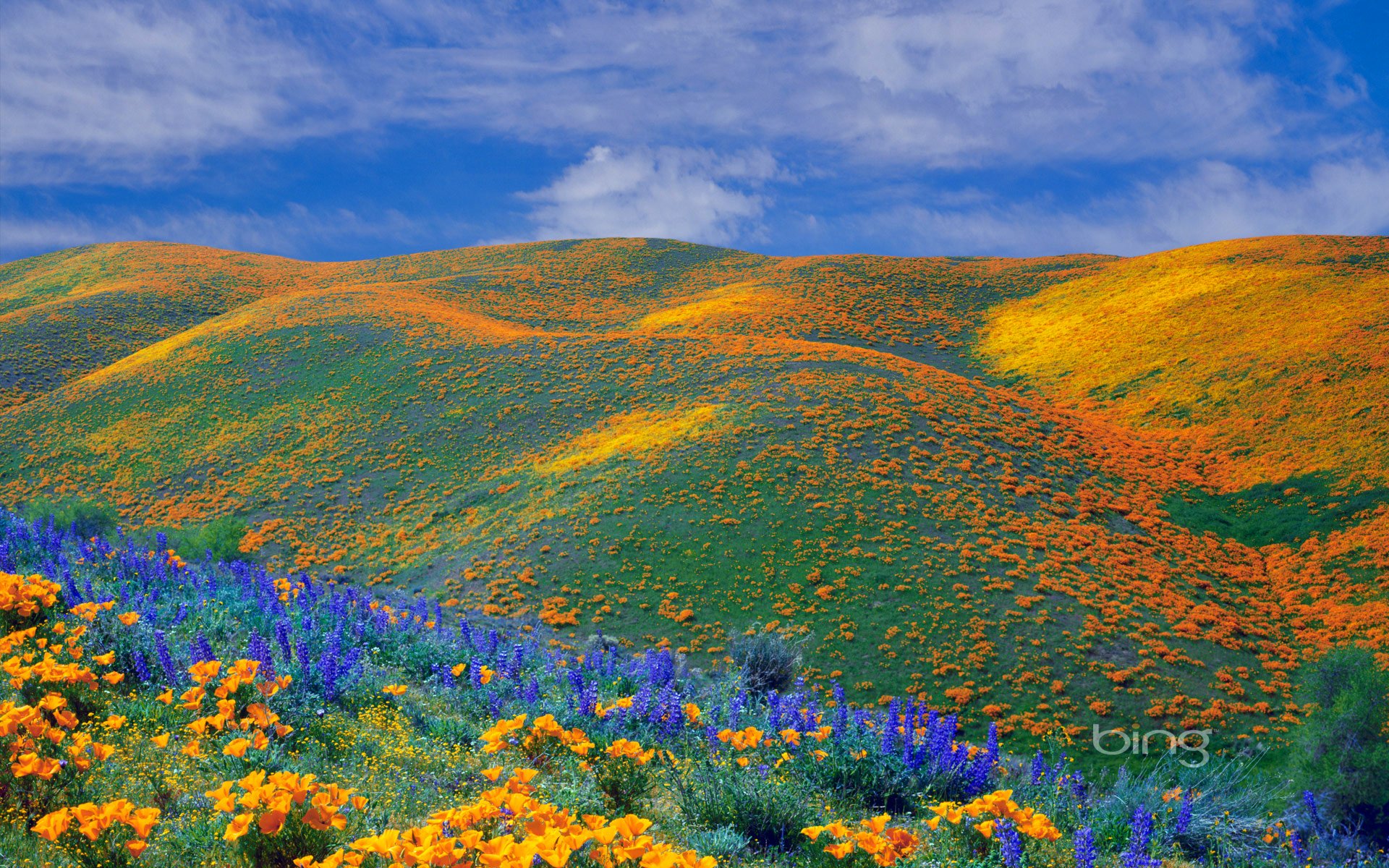 cielo nubes colinas campo prado flores amapolas