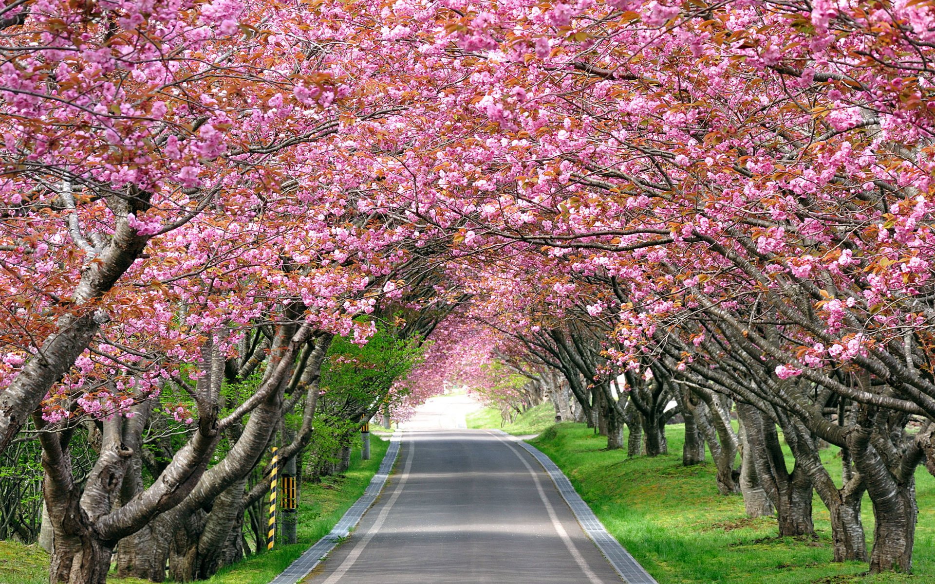 paesaggio strada percorso vicolo fioritura sakura ciliegio immagine ha tonificante effetto alleviare fatica carta da parati