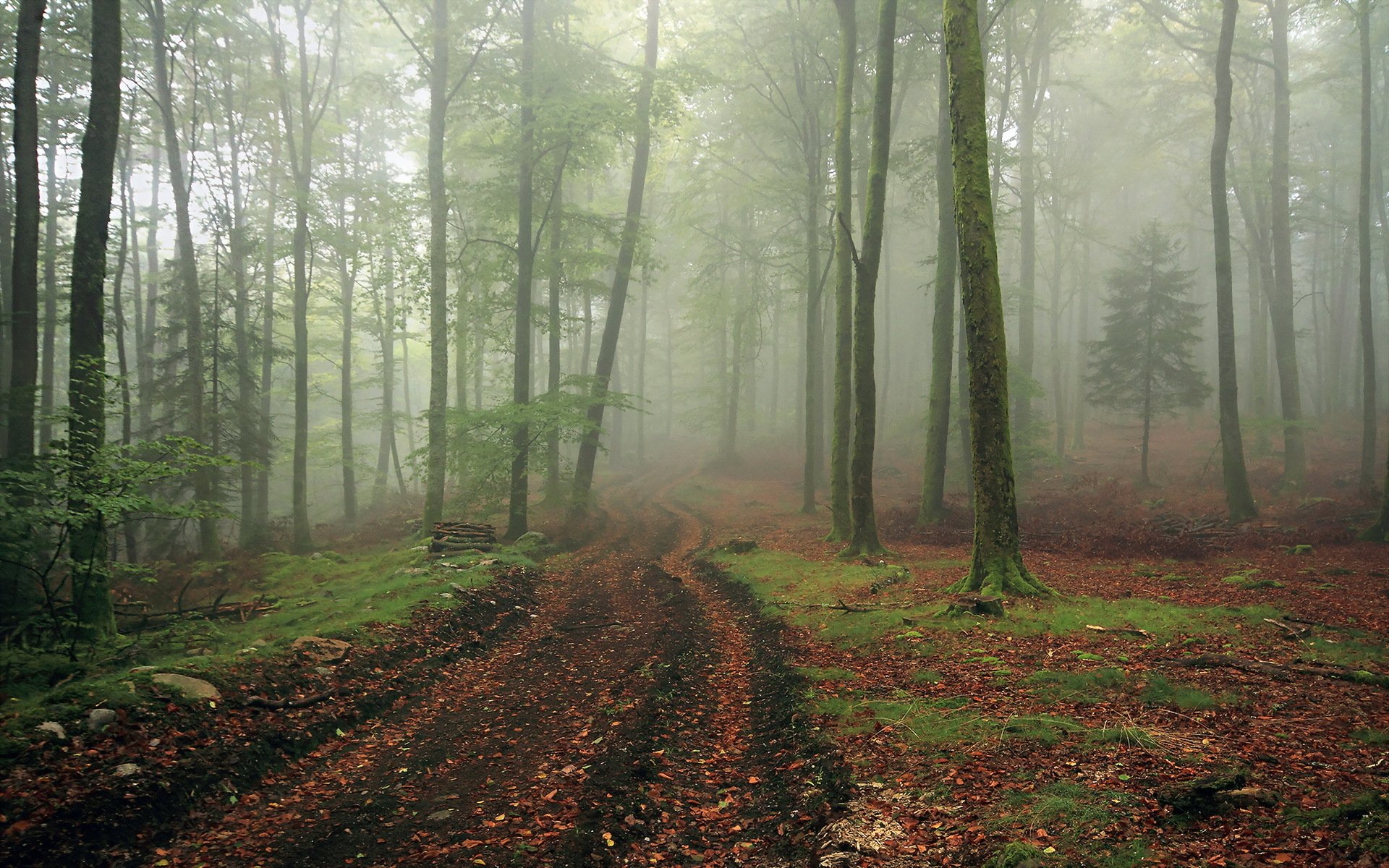 bosque niebla camino paisaje