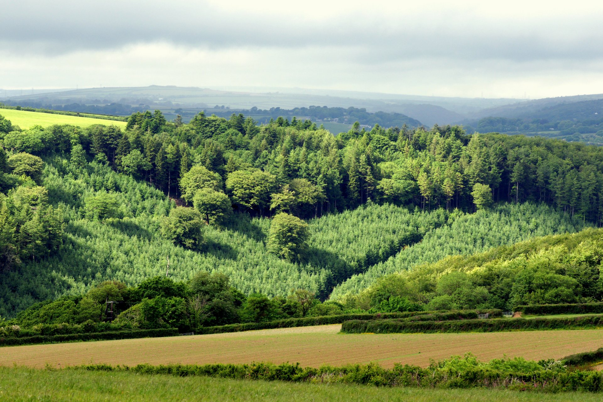 champ herbe collines forêt arbres ciel horizon