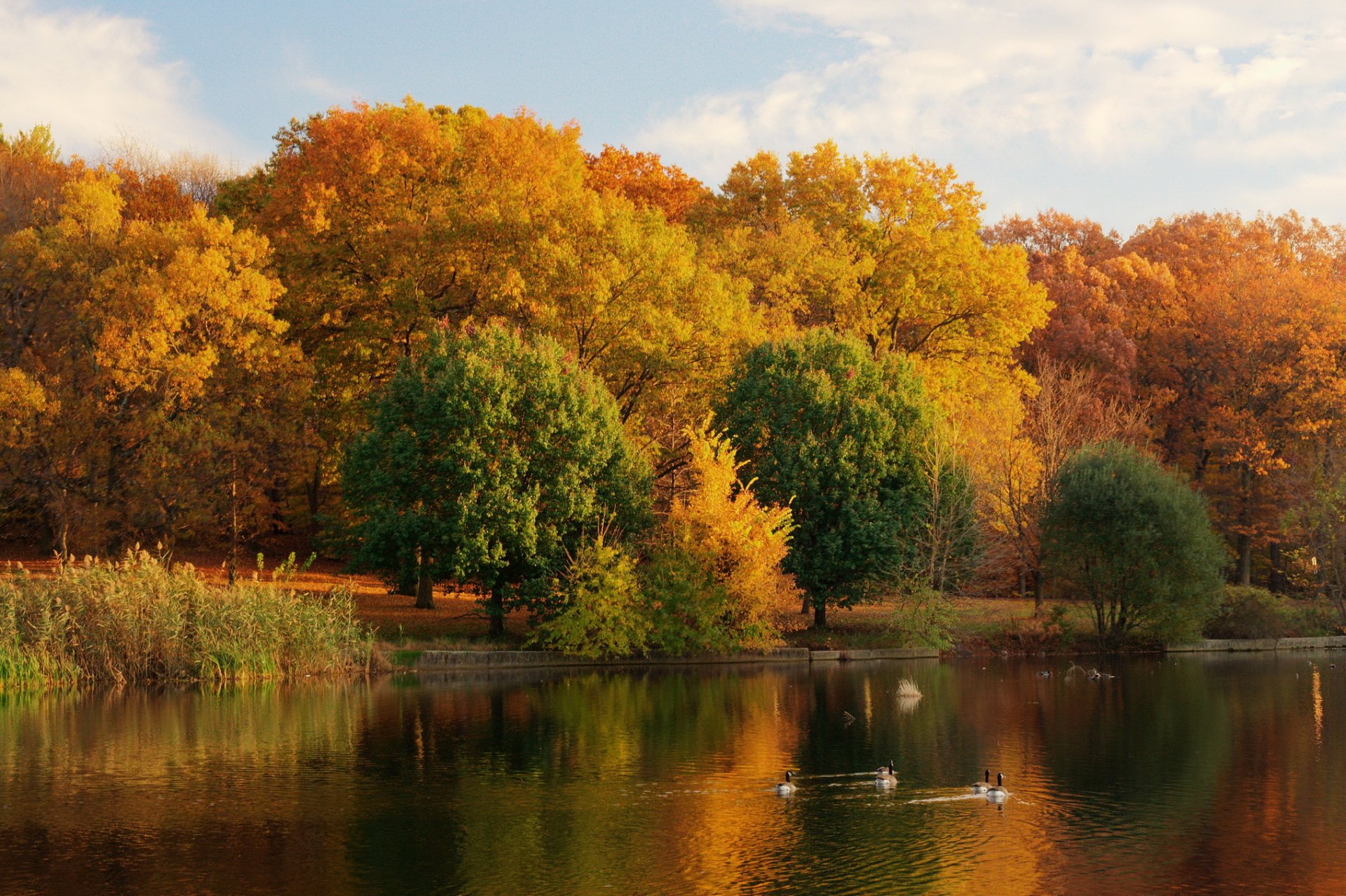 autumn lake beach tree nature photo